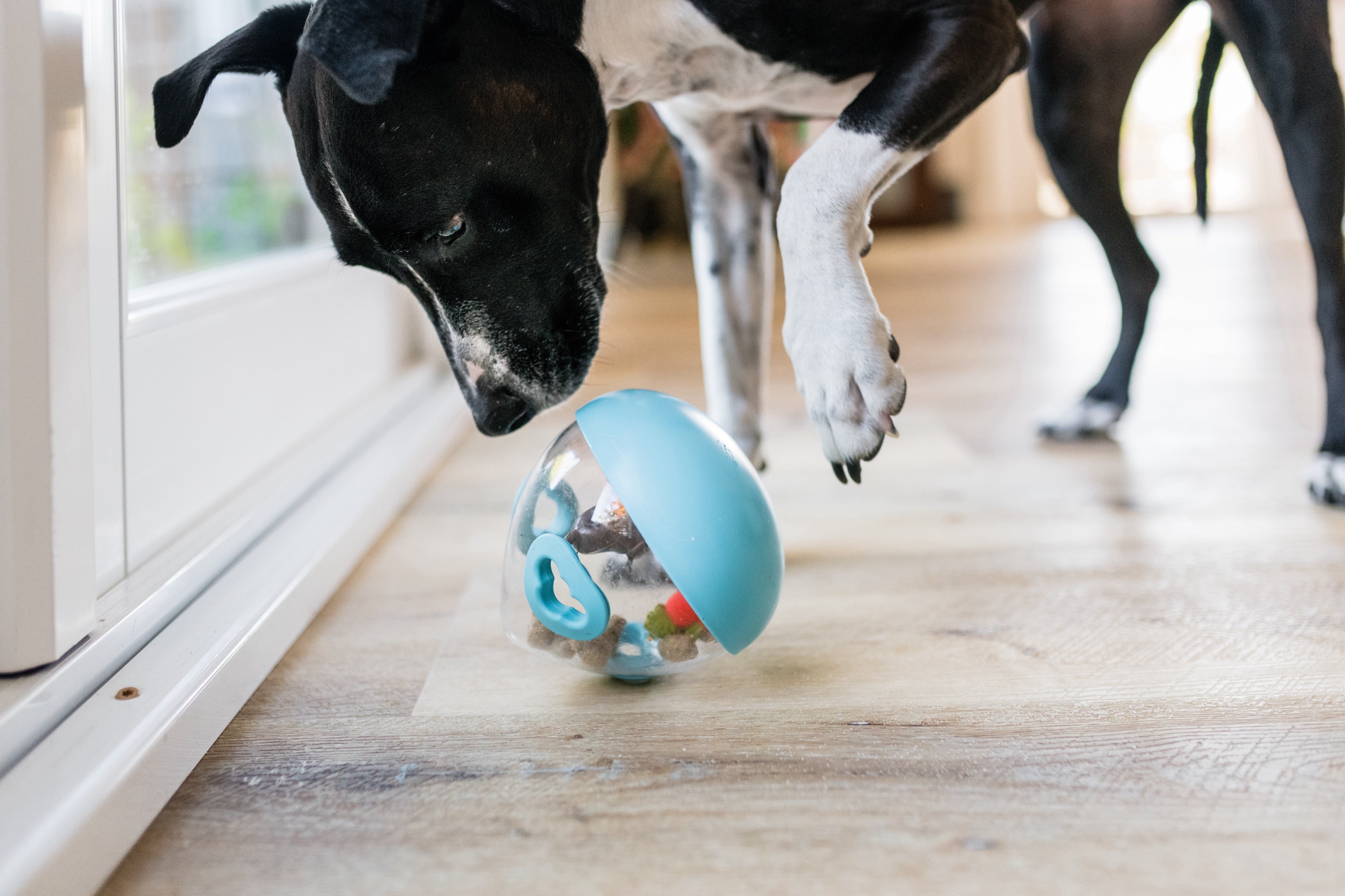 Wobble Ball Juguete Dispensador de Premios para Perros - Azul | Pet P.L.A.Y.