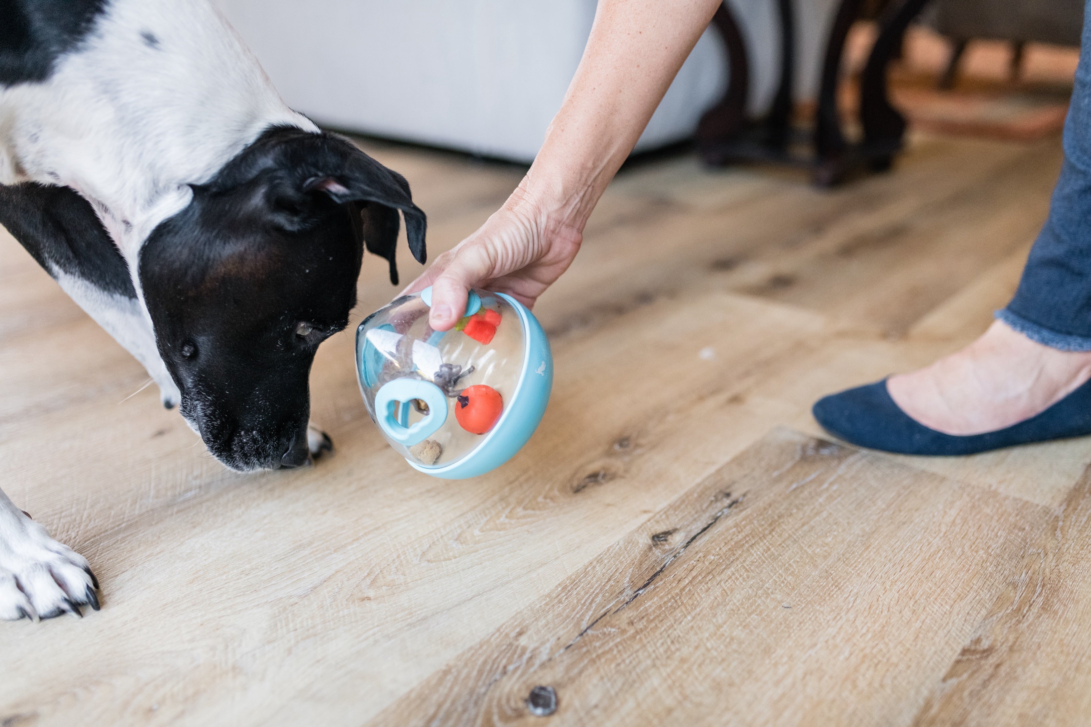 Wobble Ball Juguete Dispensador de Premios para Perros - Azul | Pet P.L.A.Y.