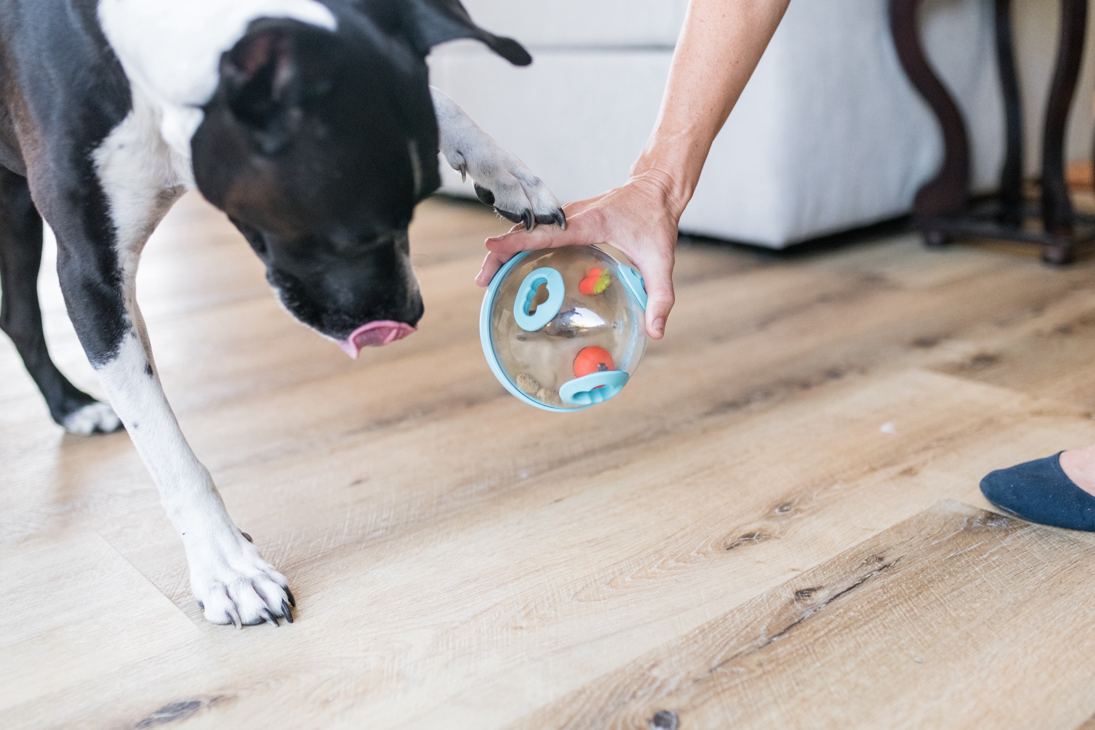 Wobble Ball Juguete Dispensador de Premios para Perros - Azul | Pet P.L.A.Y.