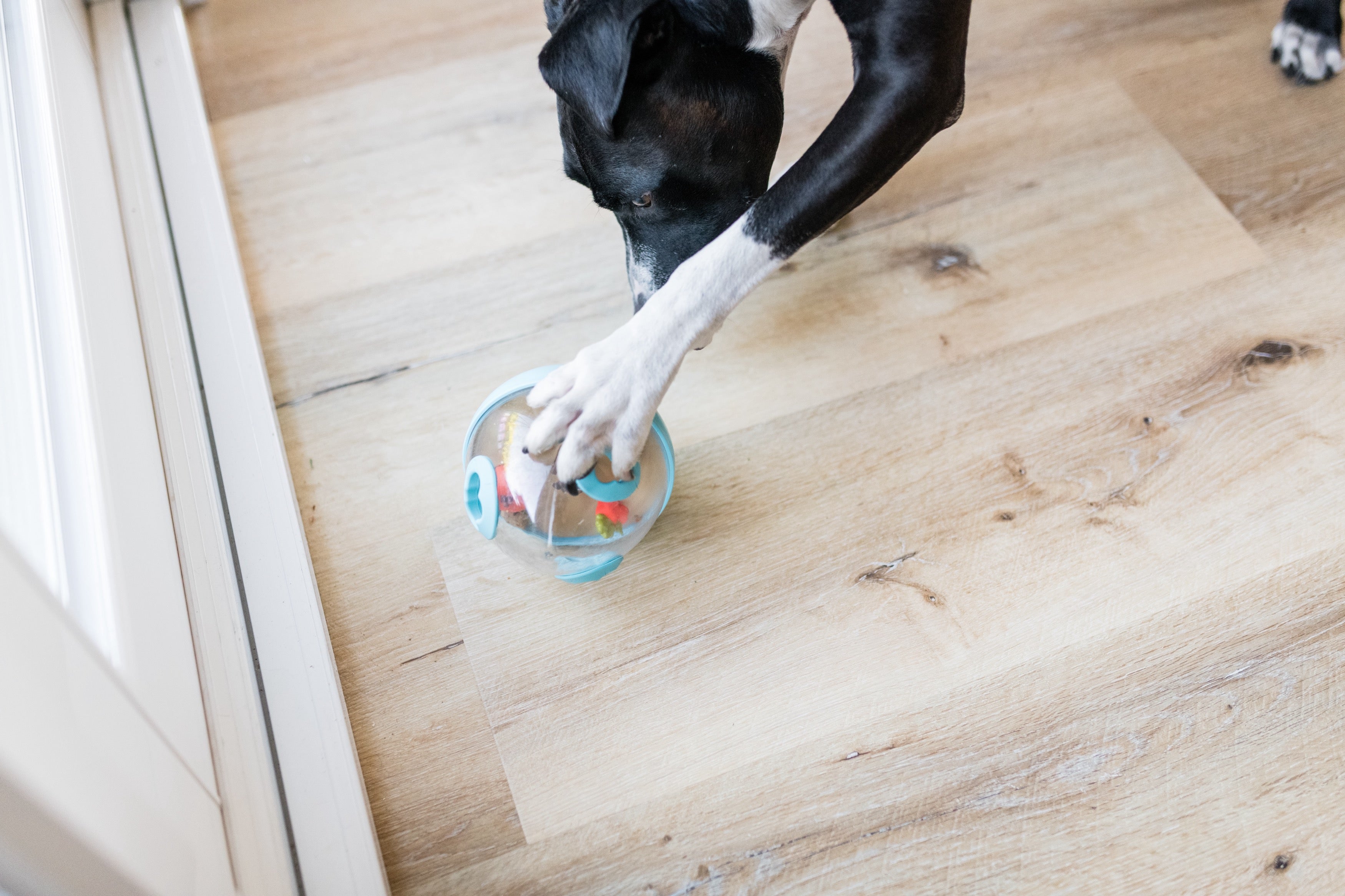 Wobble Ball Juguete Dispensador de Premios para Perros - Azul | Pet P.L.A.Y.