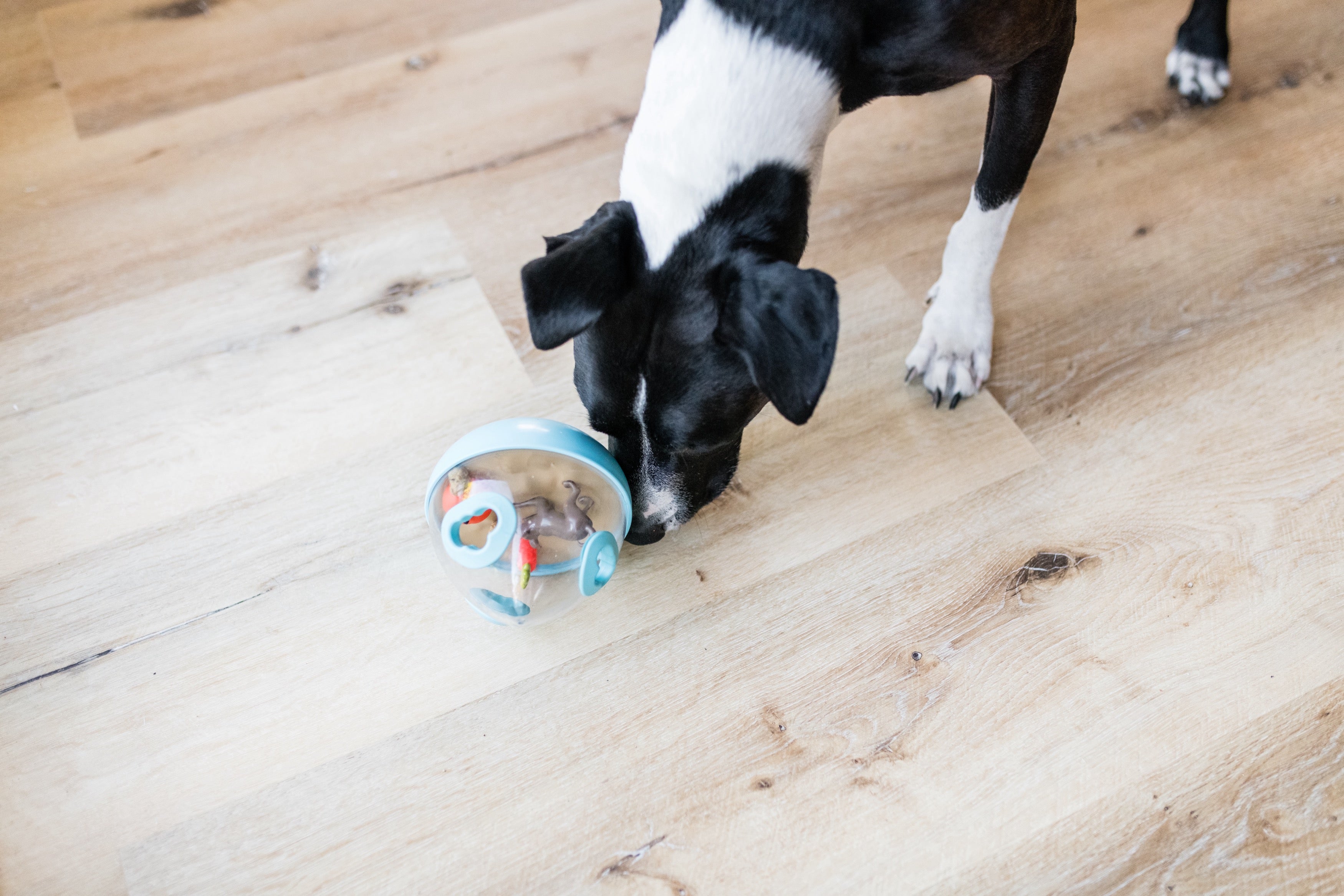 Wobble Ball Juguete Dispensador de Premios para Perros - Azul | Pet P.L.A.Y.