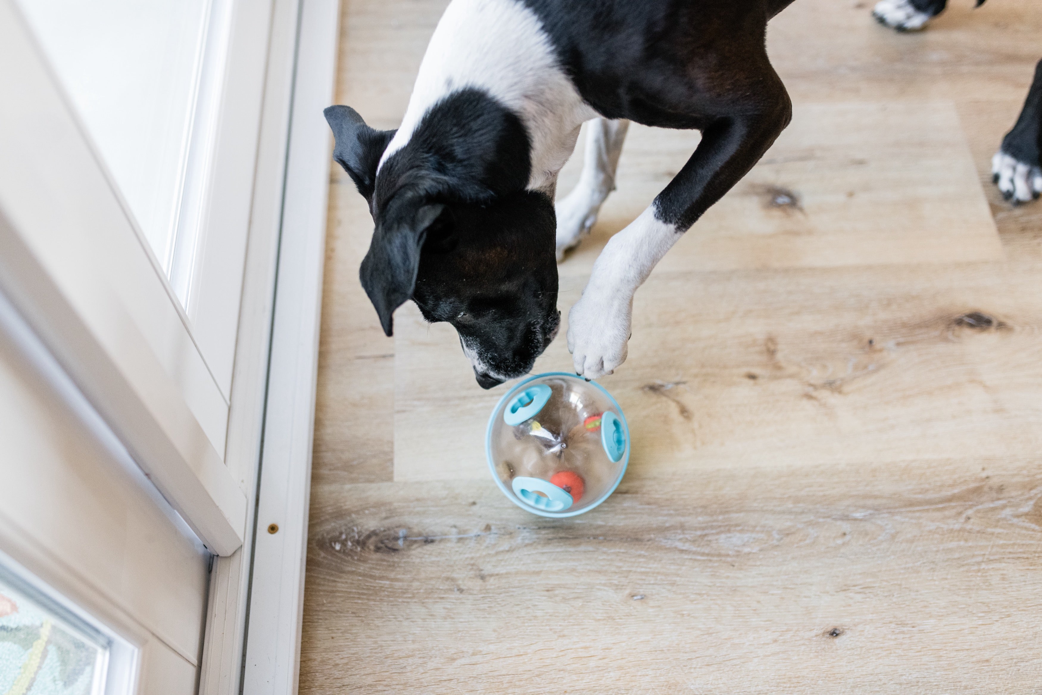 Wobble Ball Juguete Dispensador de Premios para Perros - Azul | Pet P.L.A.Y.