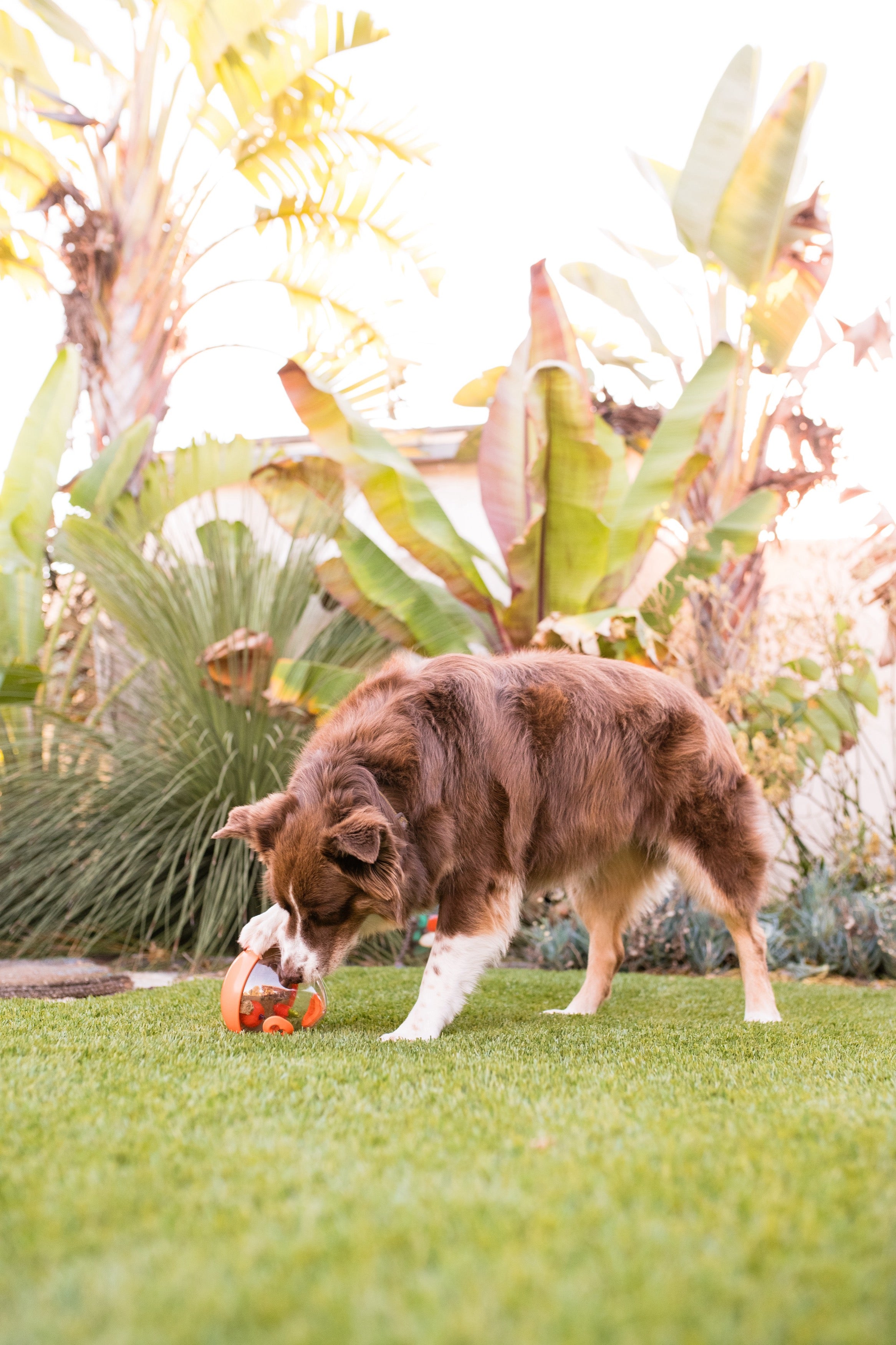 Wobble Ball Juguete Dispensador de Premios para Perros - Naranja | Pet P.L.A.Y.