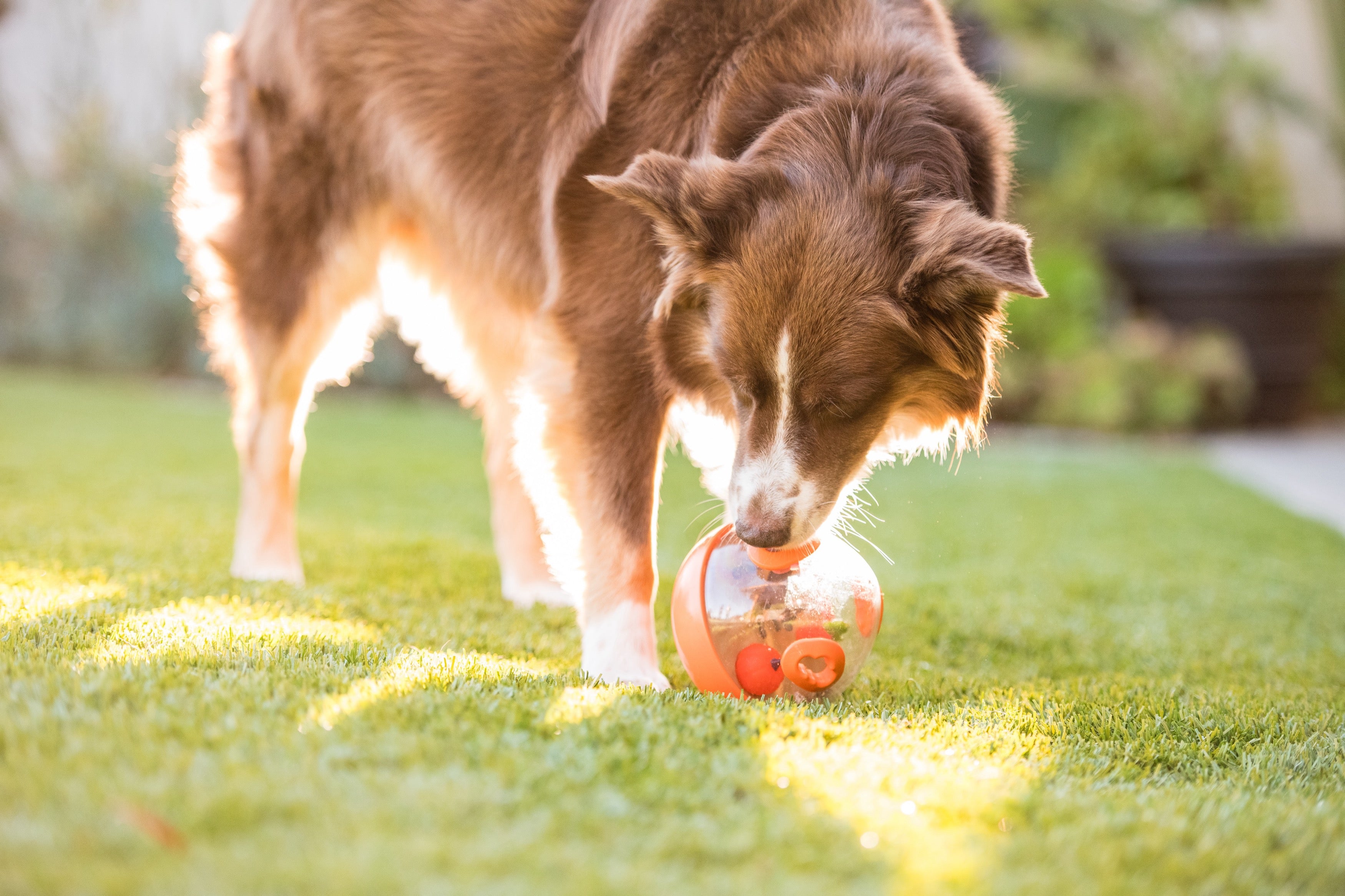 Wobble Ball Juguete Dispensador de Premios para Perros - Naranja | Pet P.L.A.Y.