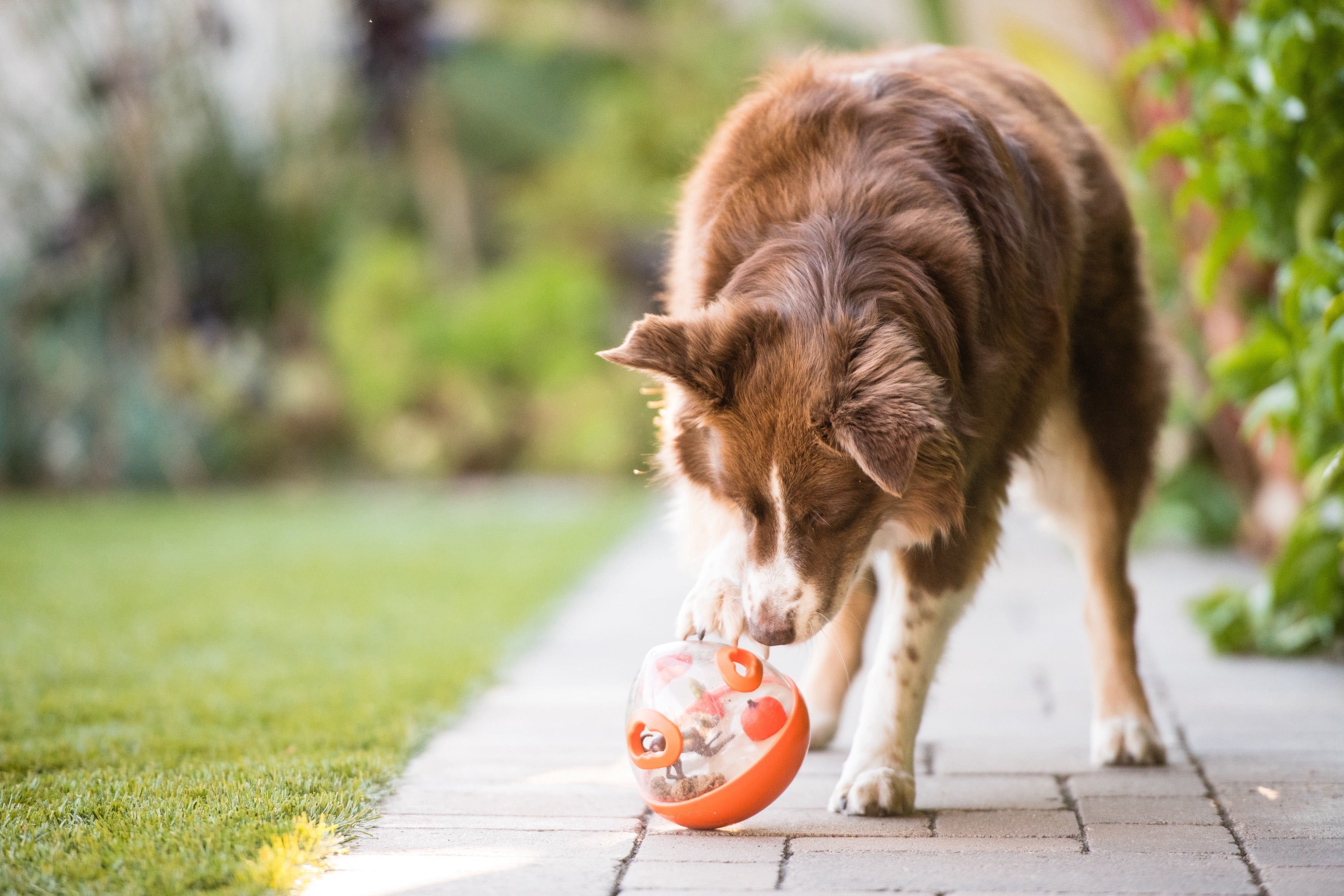 Wobble Ball Juguete Dispensador de Premios para Perros - Verde | Pet P.L.A.Y.