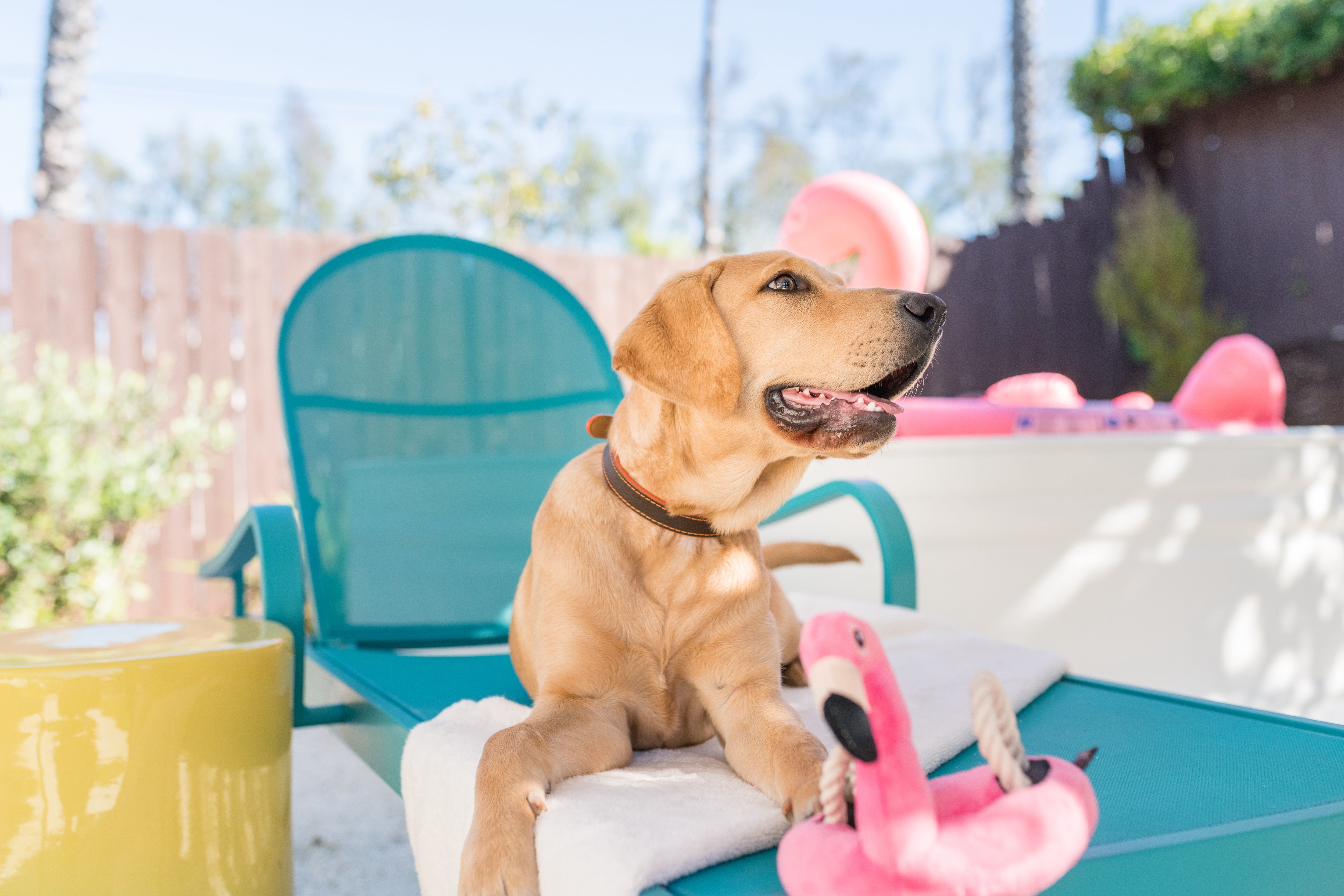 El Flamenco Flotante - Juguete de Peluche para Perros Tropical Paradise™ | Pet P.L.A.Y.