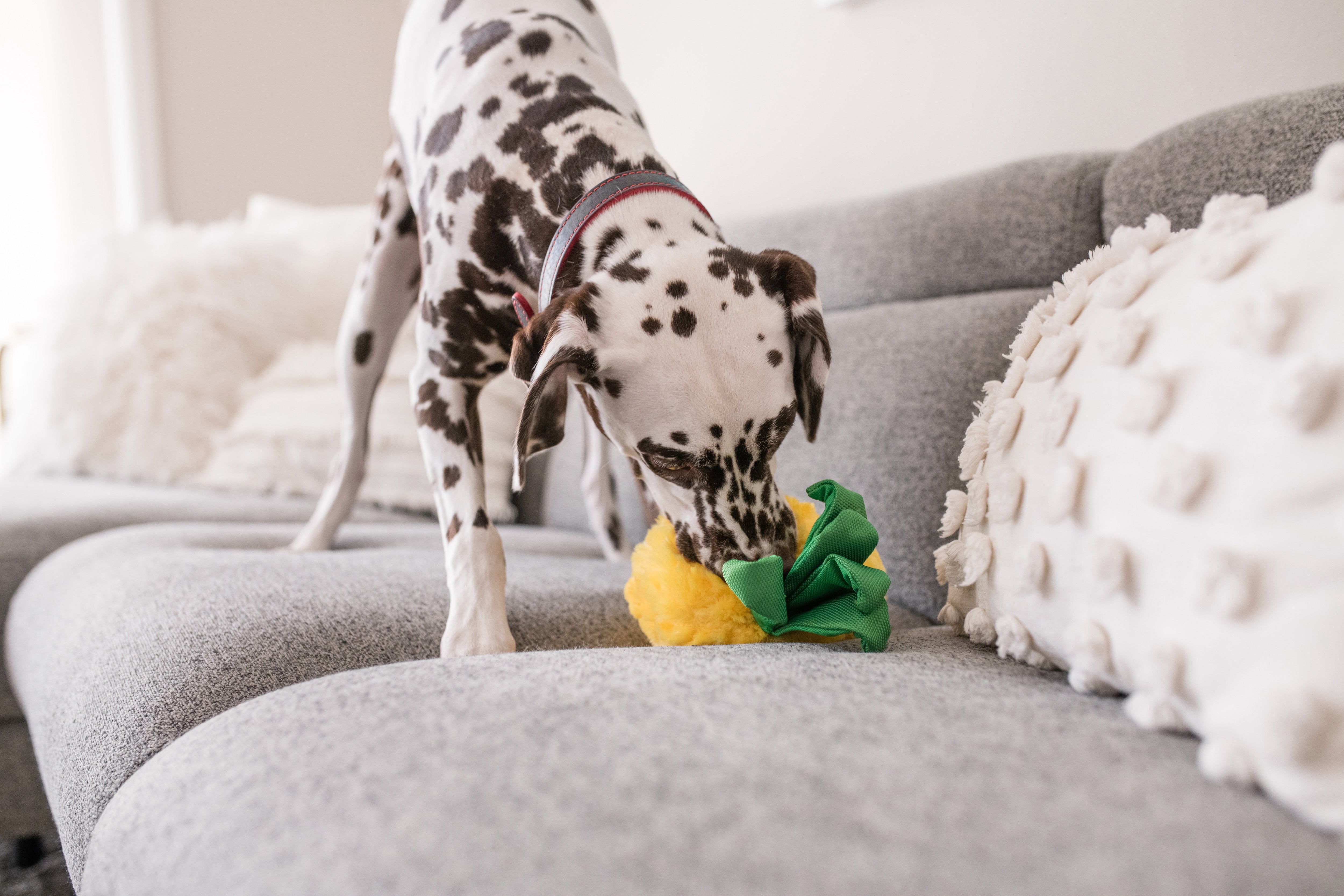 La Piña - Juguete de Peluche para Perros Tropical Paradise™ | Pet P.L.A.Y.