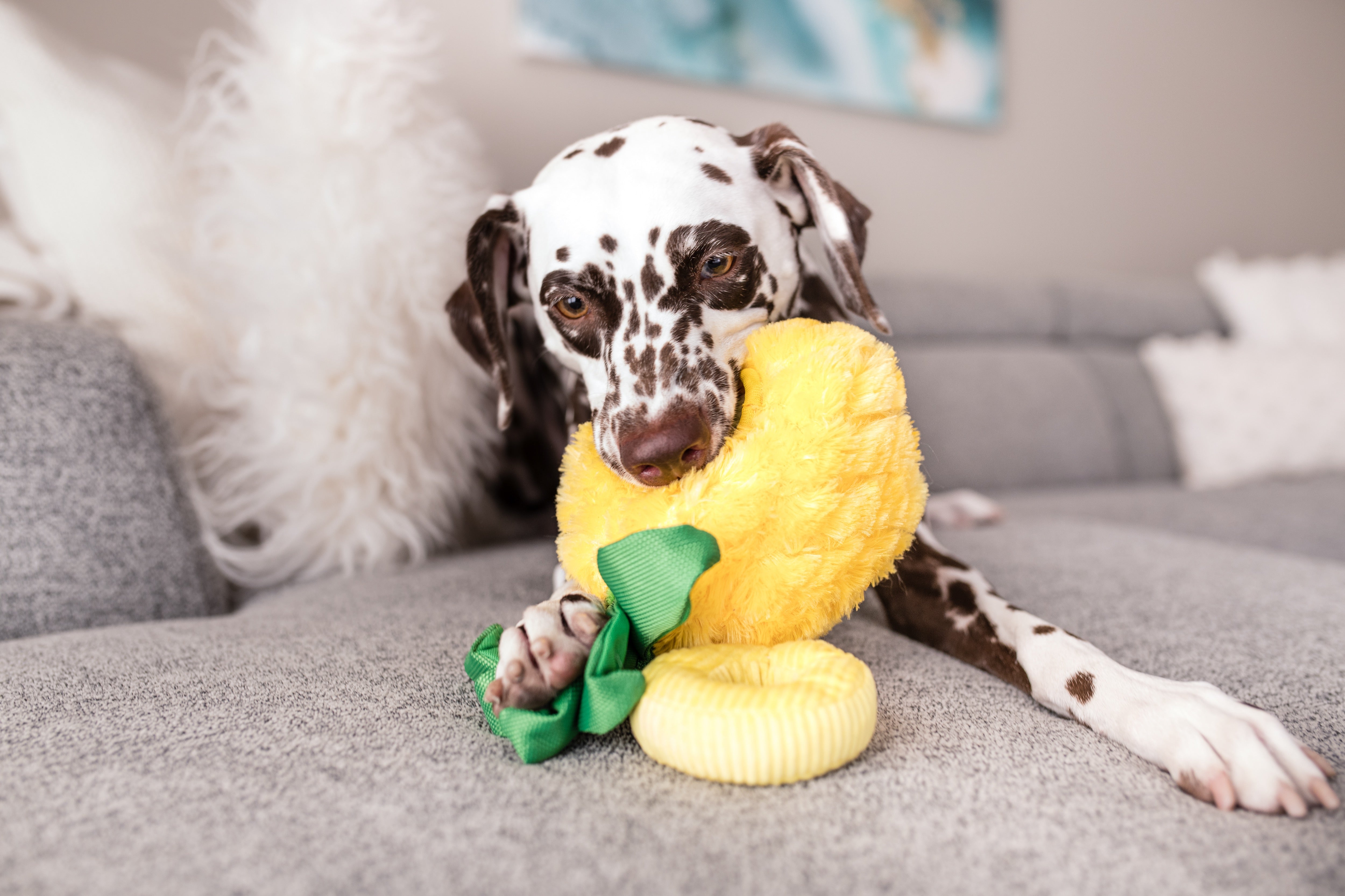 La Piña - Juguete de Peluche para Perros Tropical Paradise™ | Pet P.L.A.Y.