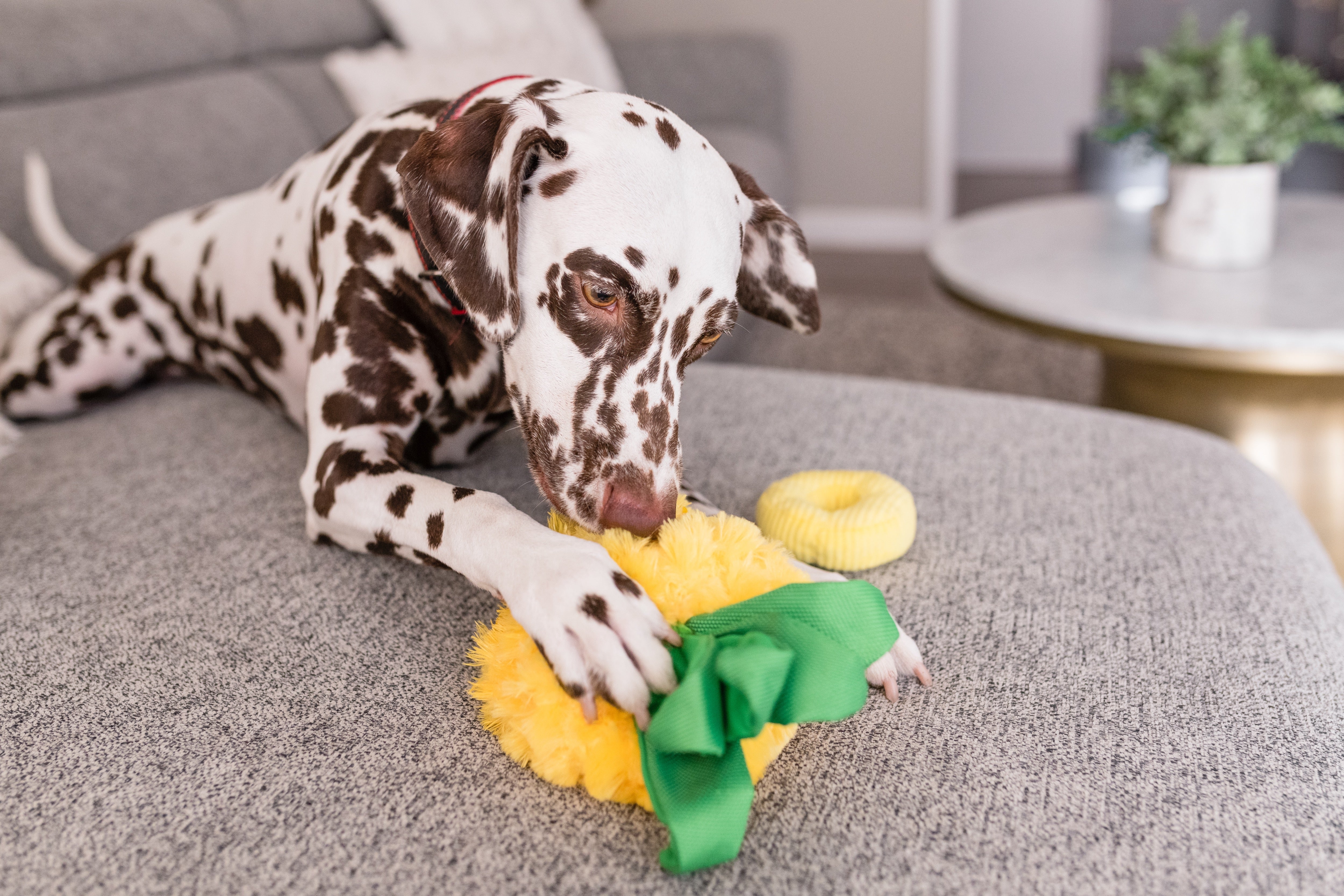 La Piña - Juguete de Peluche para Perros Tropical Paradise™ | Pet P.L.A.Y.