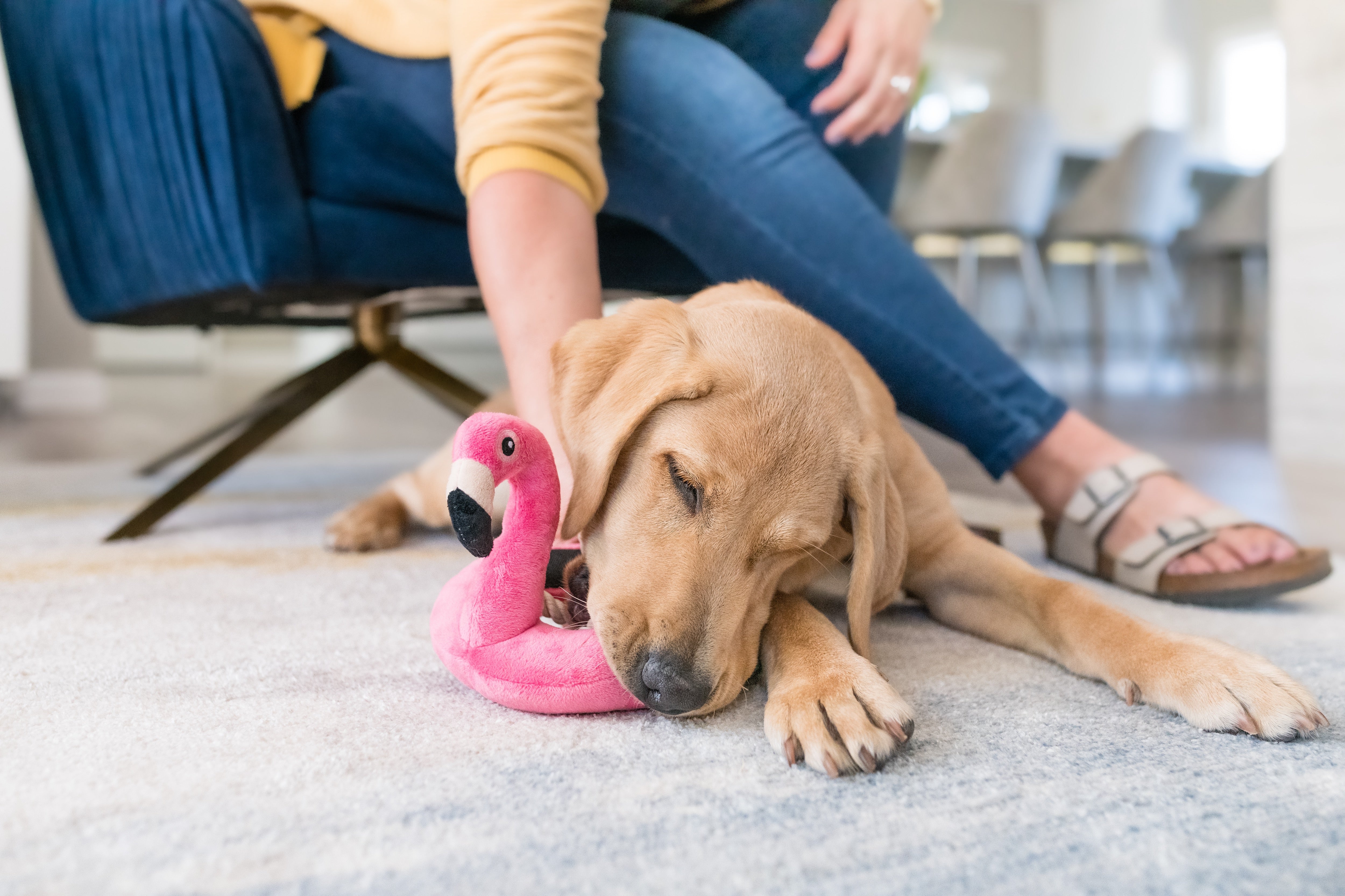 El Flamenco Flotante - Juguete de Peluche para Perros Tropical Paradise™ | Pet P.L.A.Y.