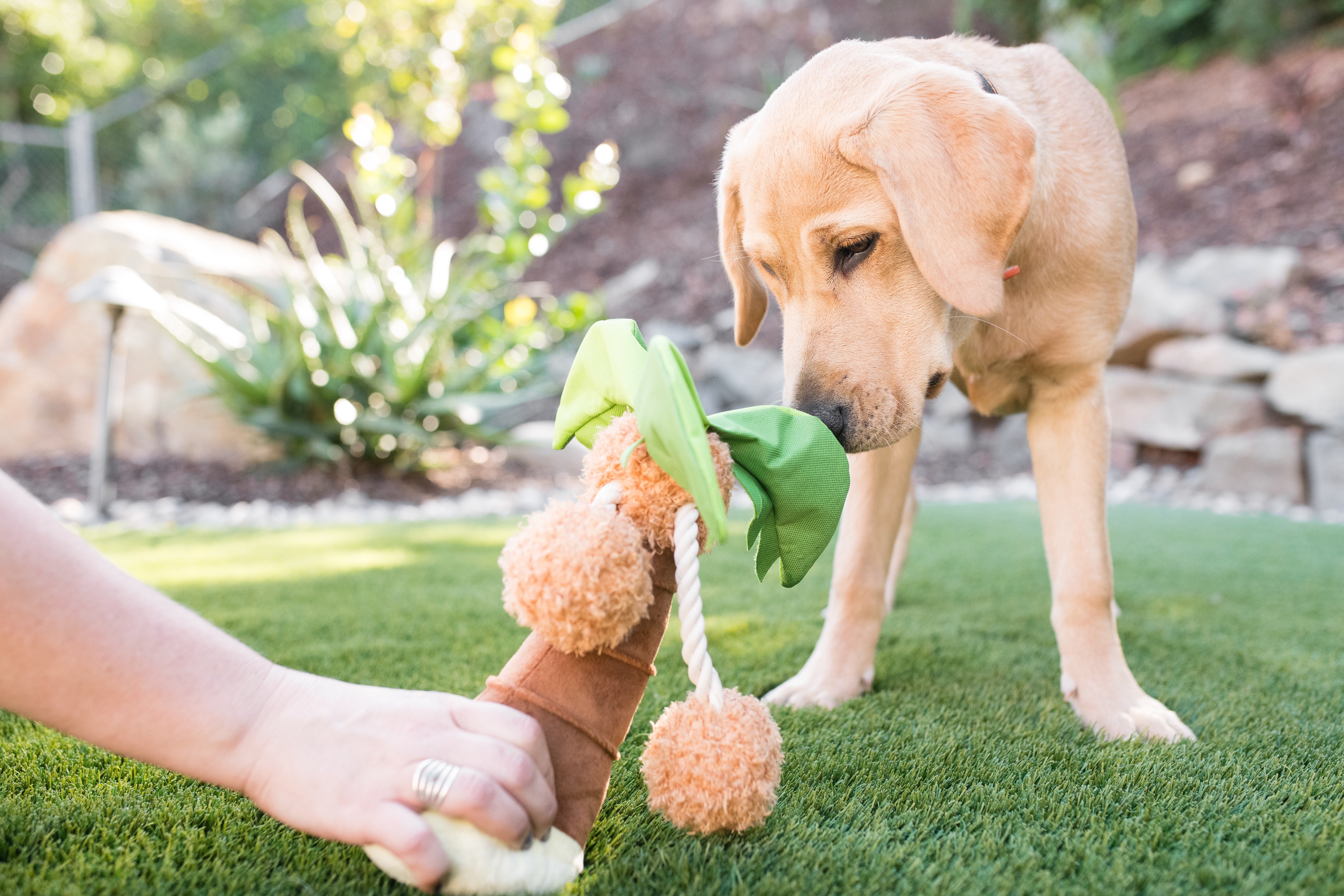 La Palma - Juguete de Peluche para Perros Tropical Paradise™ | Pet P.L.A.Y.