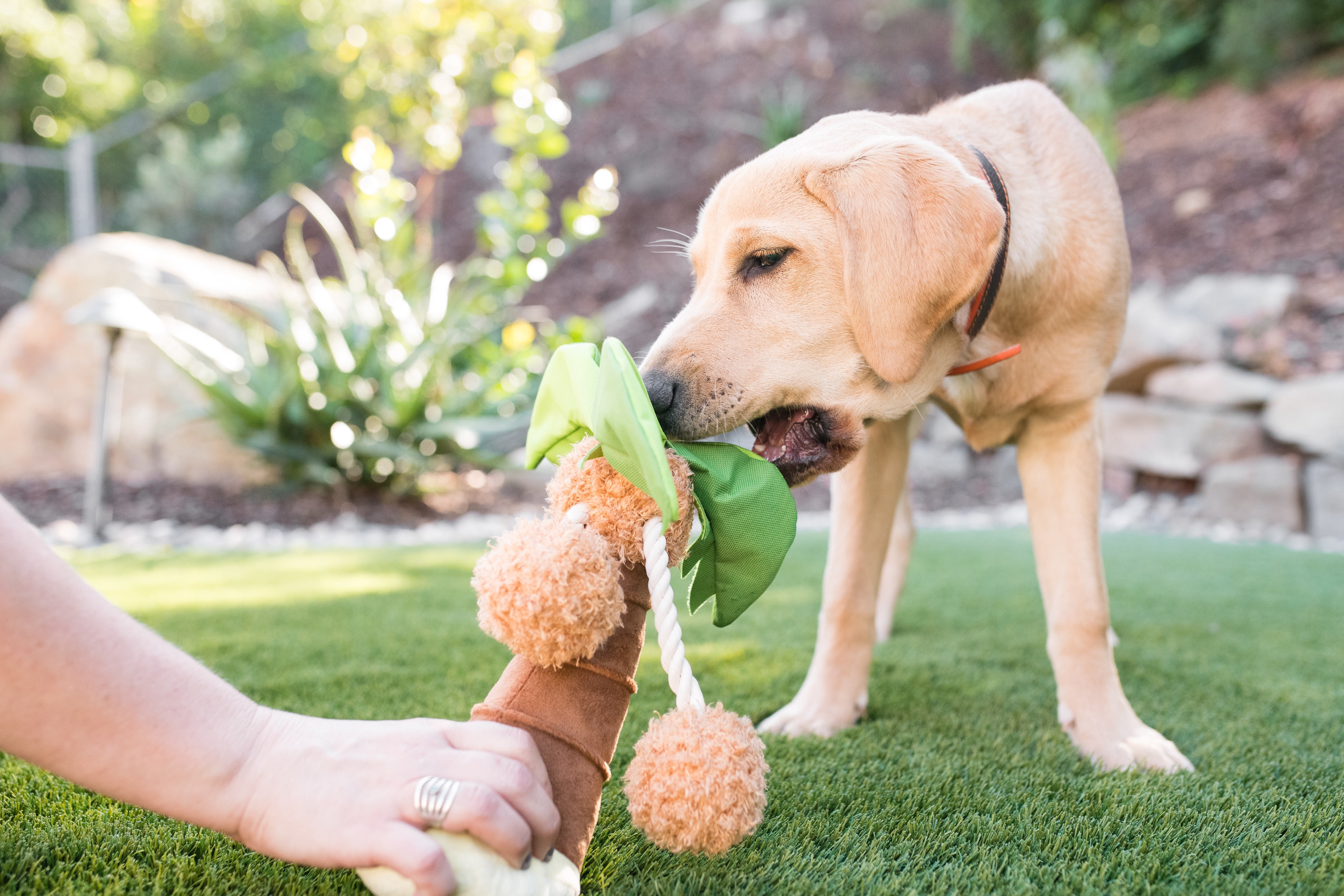 La Palma - Juguete de Peluche para Perros Tropical Paradise™ | Pet P.L.A.Y.