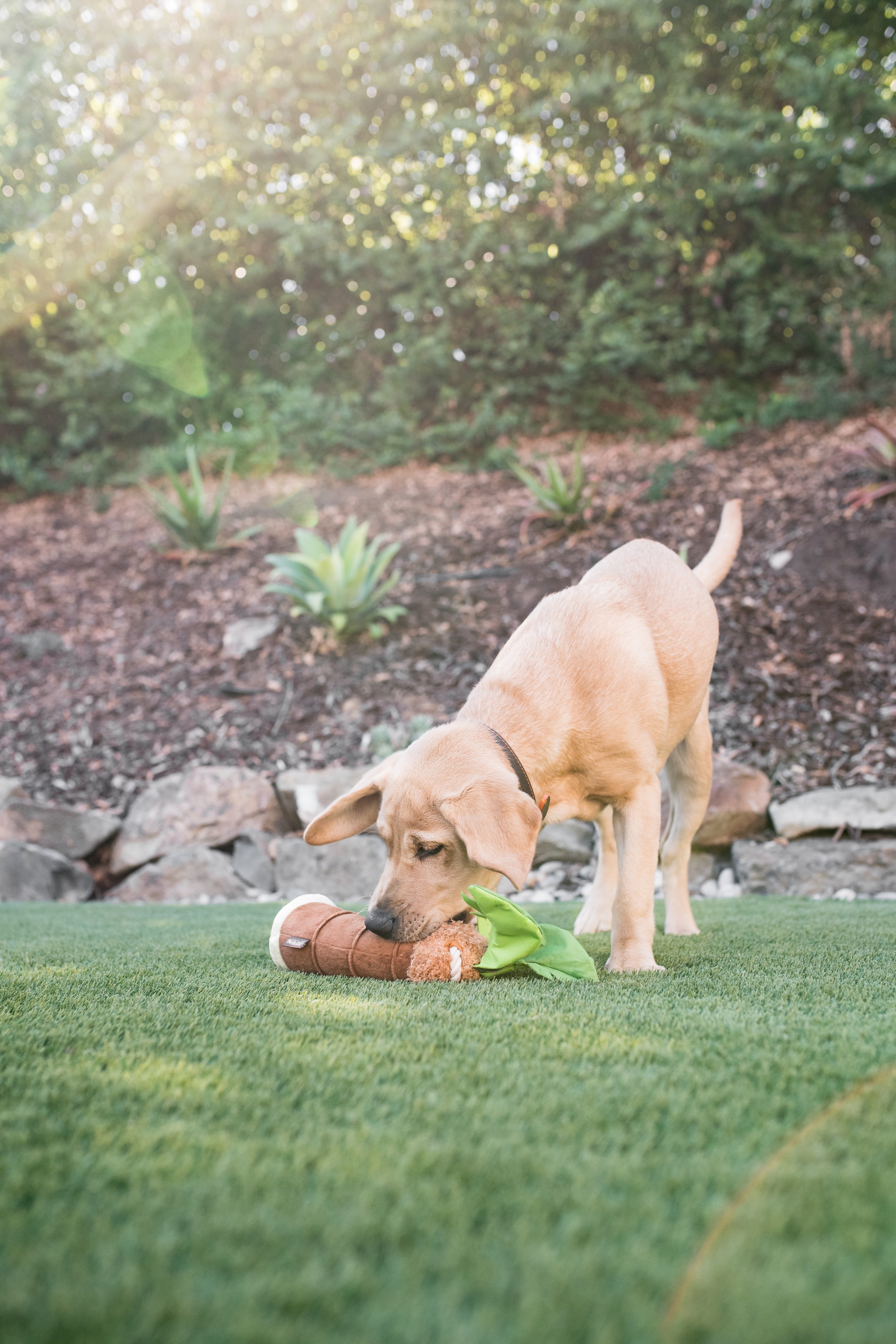 La Palma - Juguete de Peluche para Perros Tropical Paradise™ | Pet P.L.A.Y.