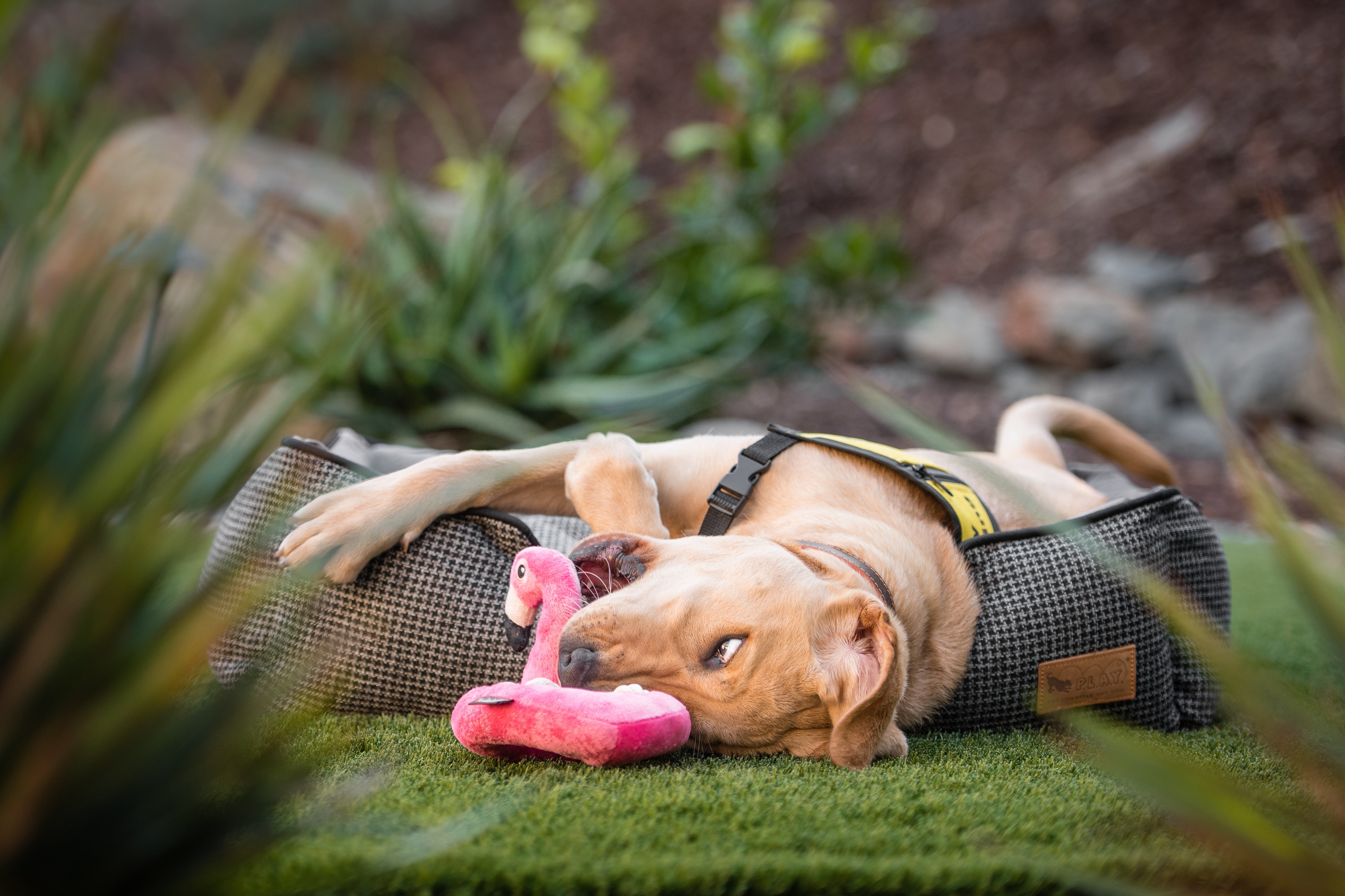 El Flamenco Flotante - Juguete de Peluche para Perros Tropical Paradise™ | Pet P.L.A.Y.