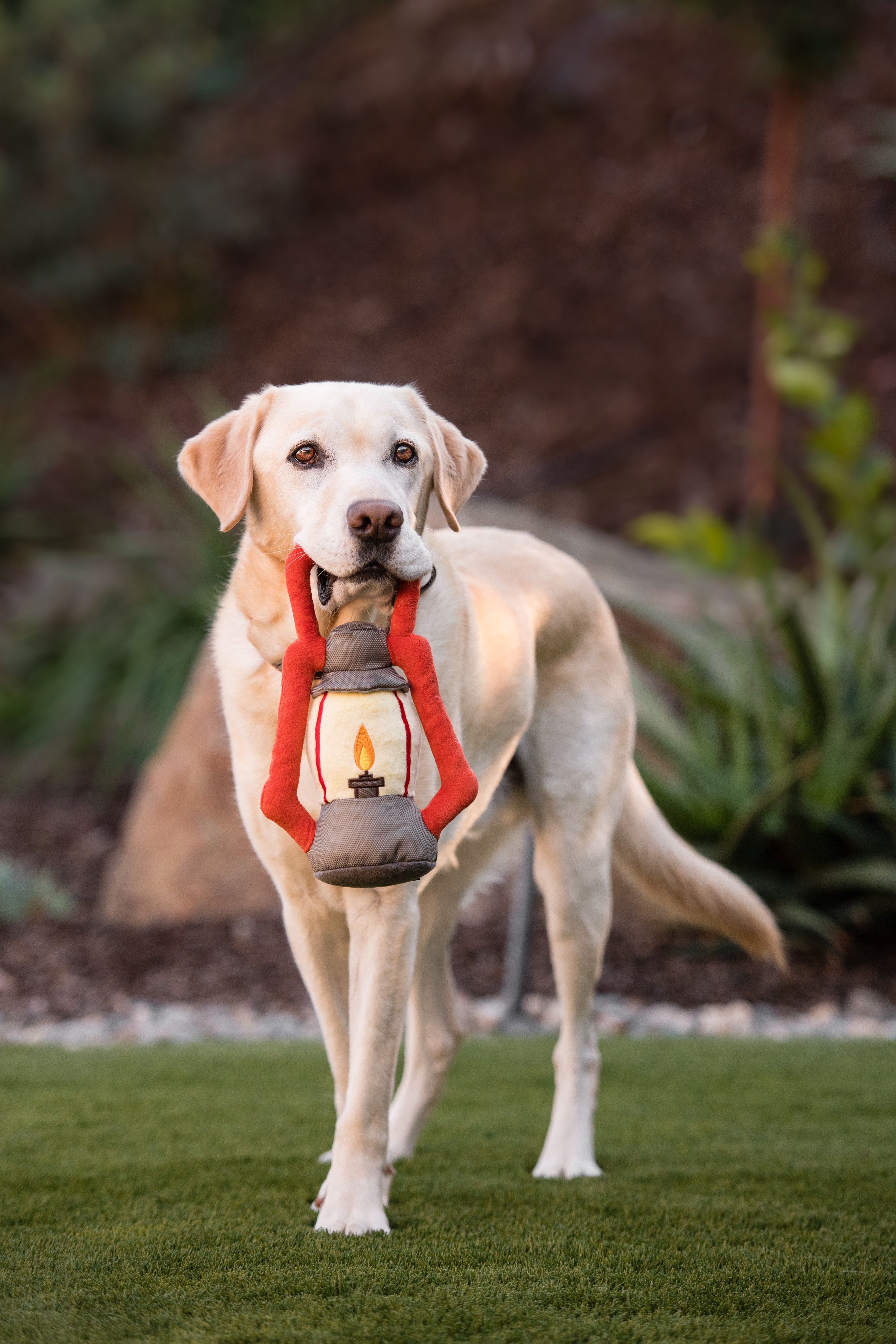 La Linterna - Juguete de Peluche para Perros Camp Corbin™ | Pet P.L.A.Y.