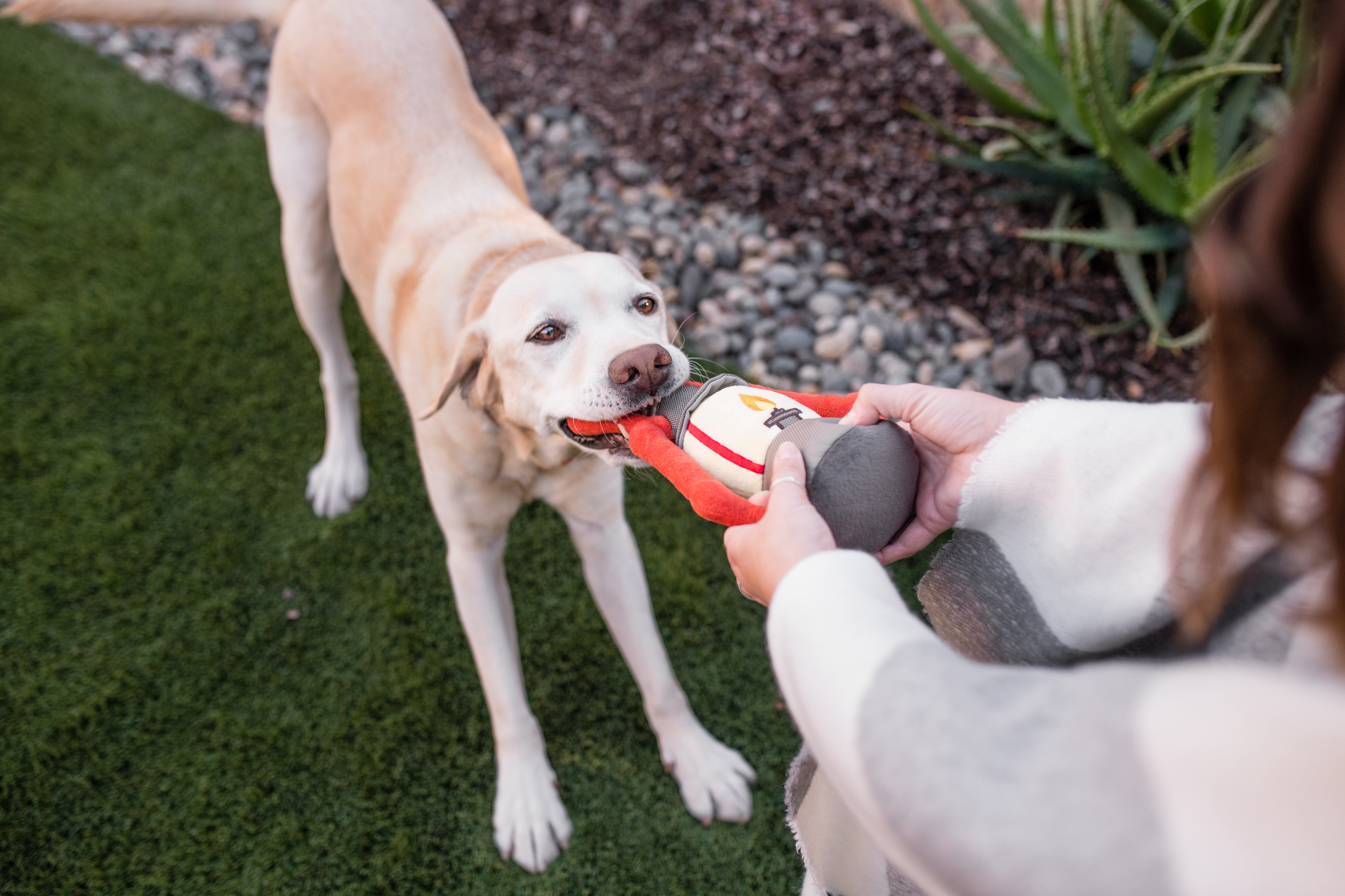 La Linterna - Juguete de Peluche para Perros Camp Corbin™ | Pet P.L.A.Y.