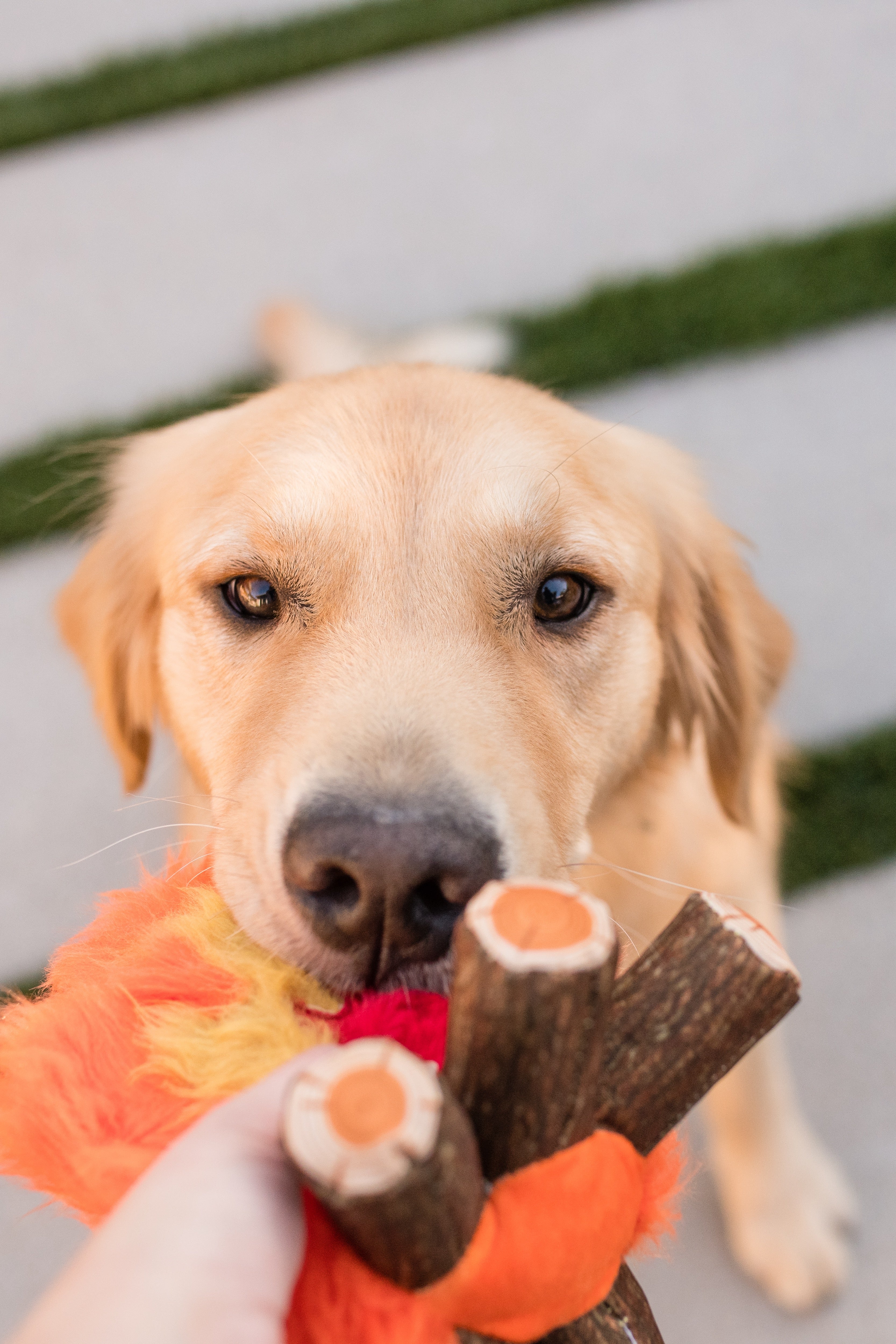 La Fogata - Juguete de Peluche para Perros Camp Corbin™ | Pet P.L.A.Y.