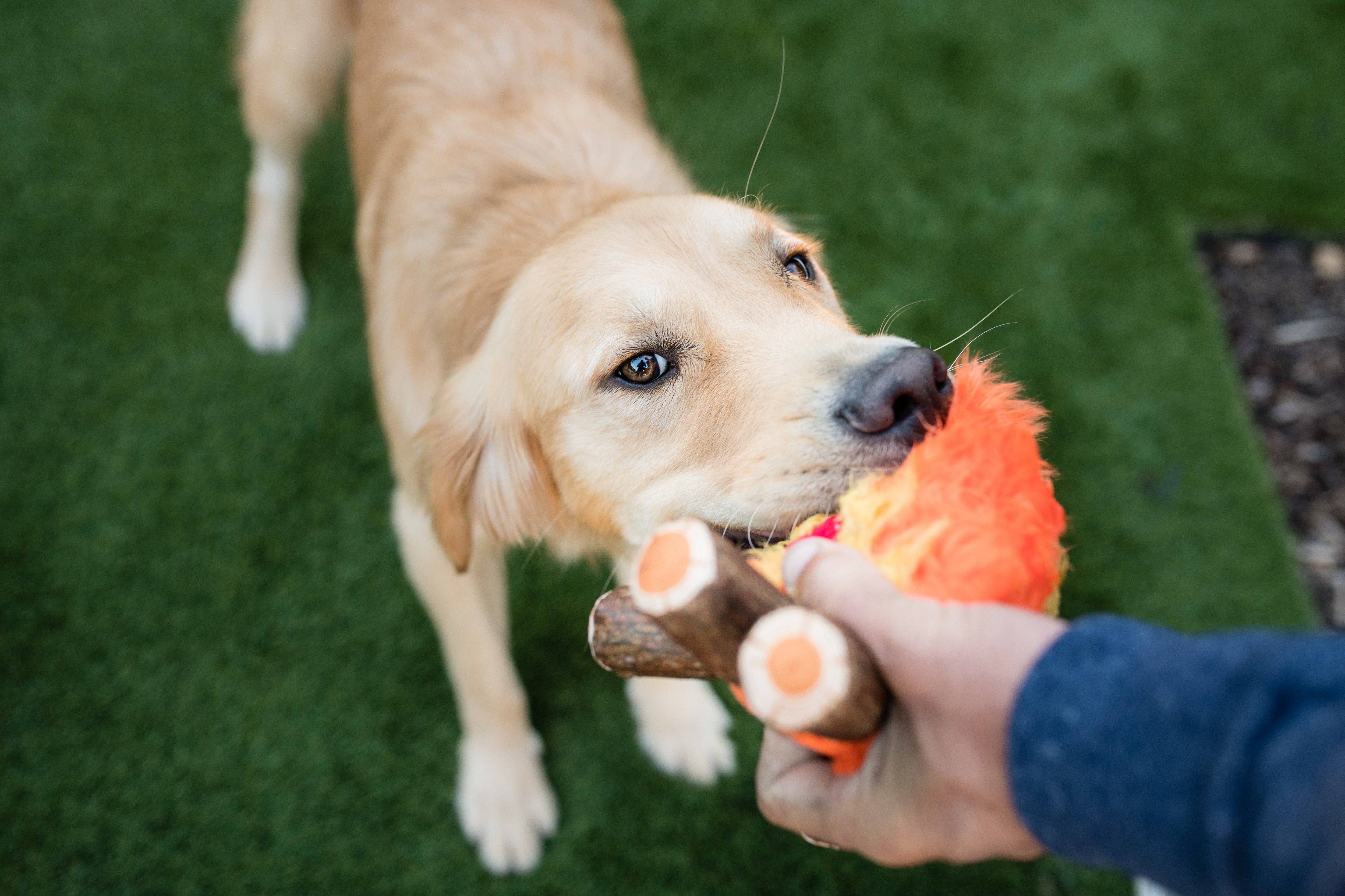 La Fogata - Juguete de Peluche para Perros Camp Corbin™ | Pet P.L.A.Y.