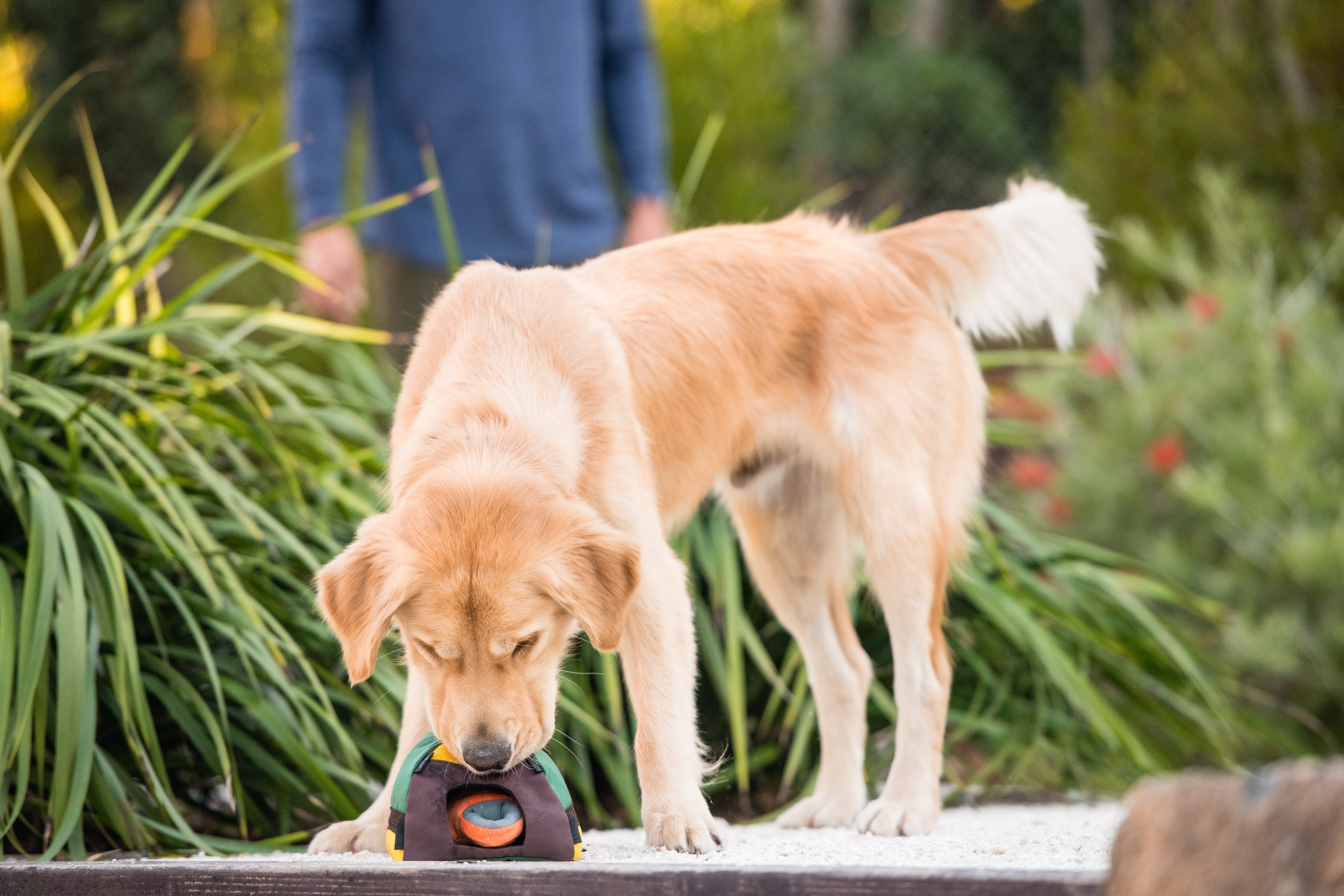 La Tienda de Campaña - Juguete de Peluche para Perros Camp Corbin™ | Pet P.L.A.Y.