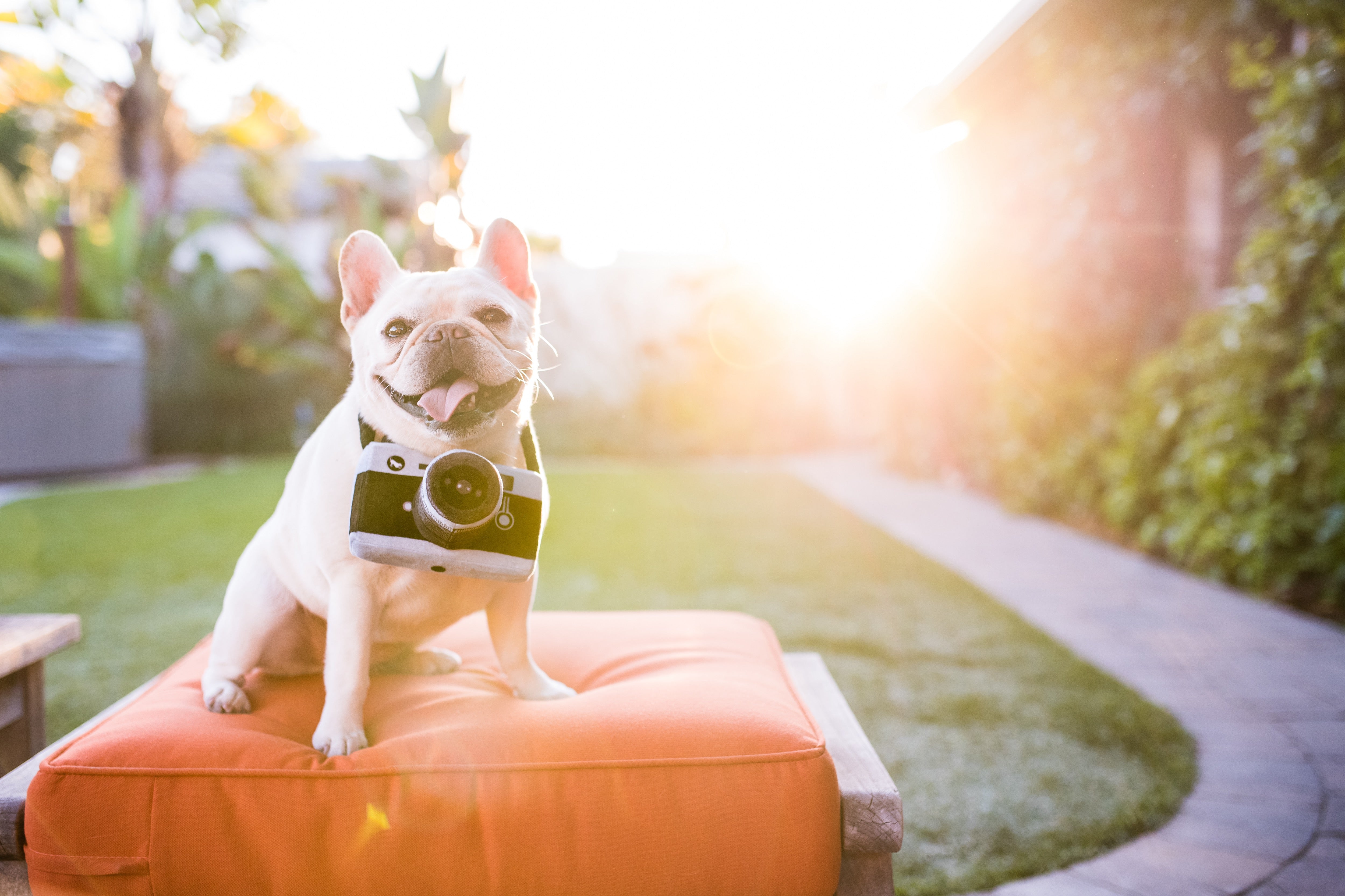 La Cámara - Juguete de Peluche para Perros Globetrotter | Pet P.L.A.Y.