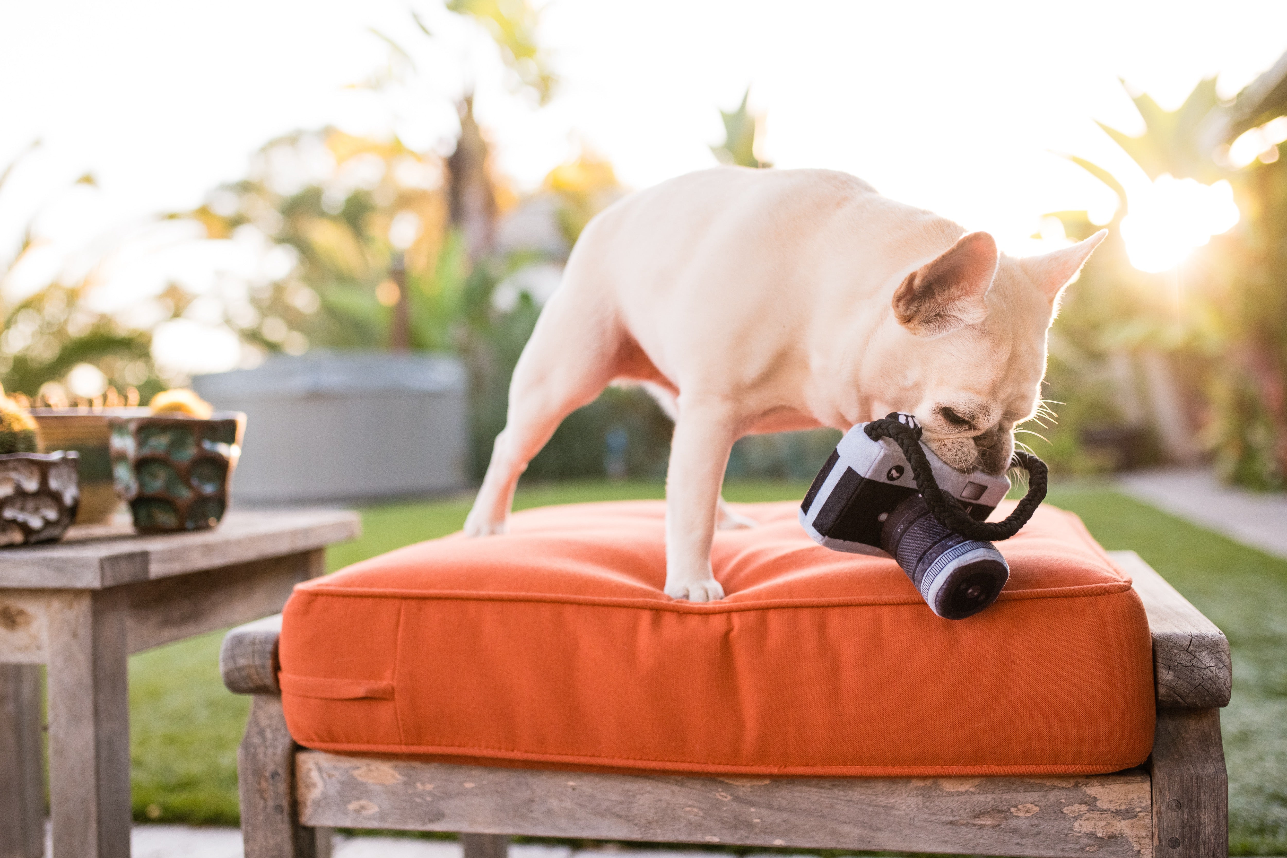 La Cámara - Juguete de Peluche para Perros Globetrotter | Pet P.L.A.Y.