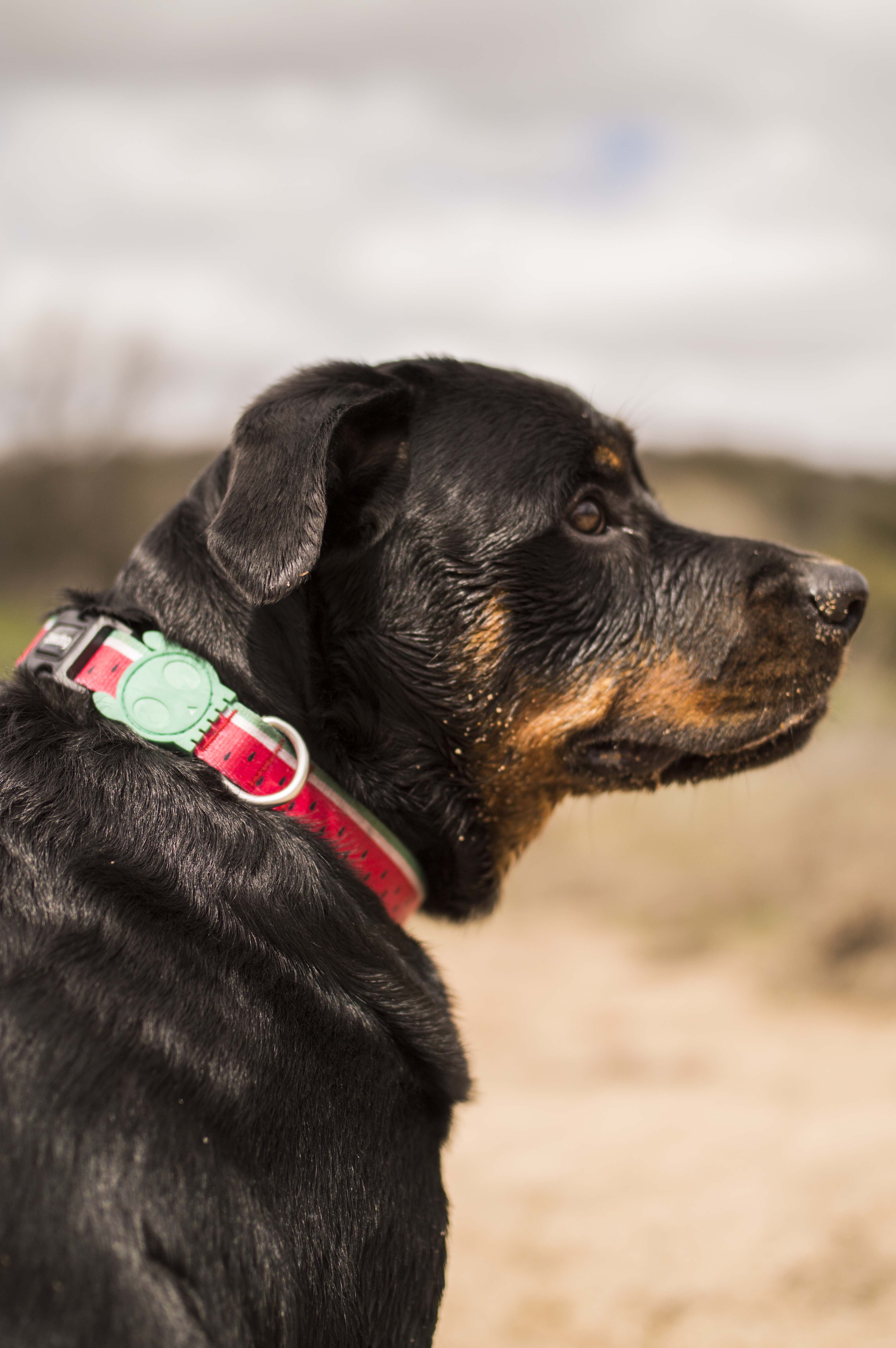 Collar para Perros Lola - Zee.Dog