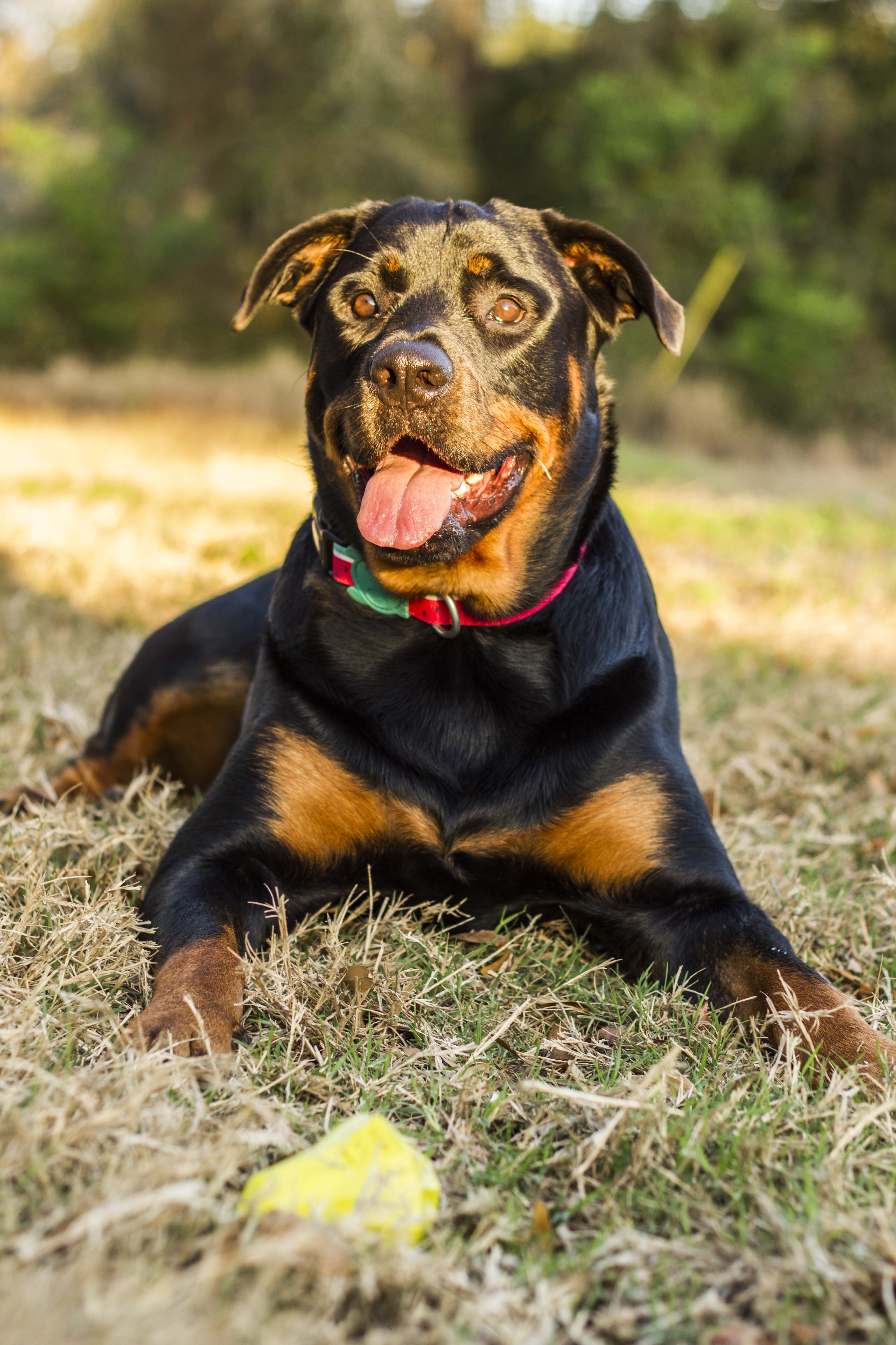 Arnés para Perros Lola - H Harness Zee.Dog