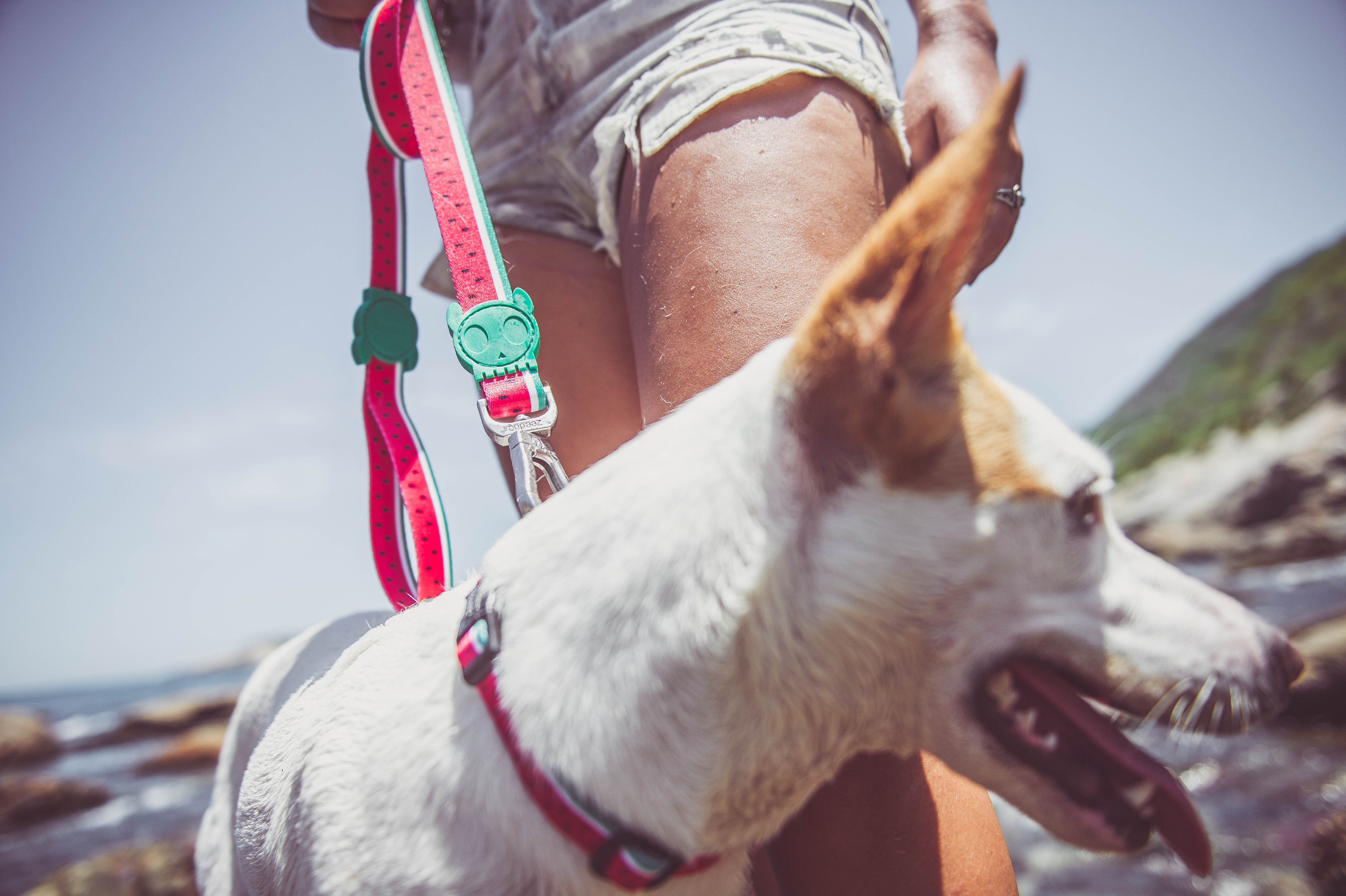 Arnés para Perros Lola - H Harness Zee.Dog