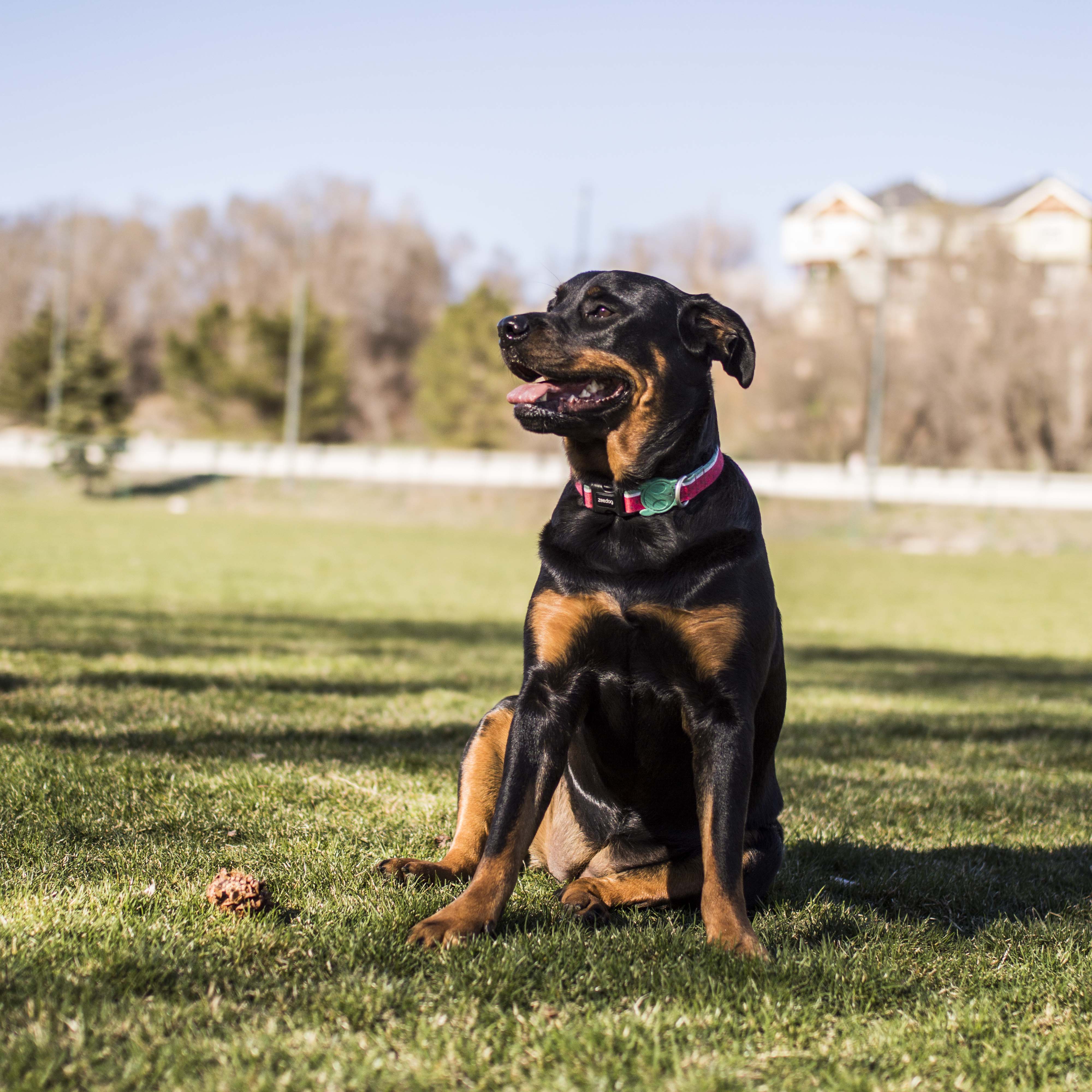 Arnés para Perros Lola - H Harness Zee.Dog