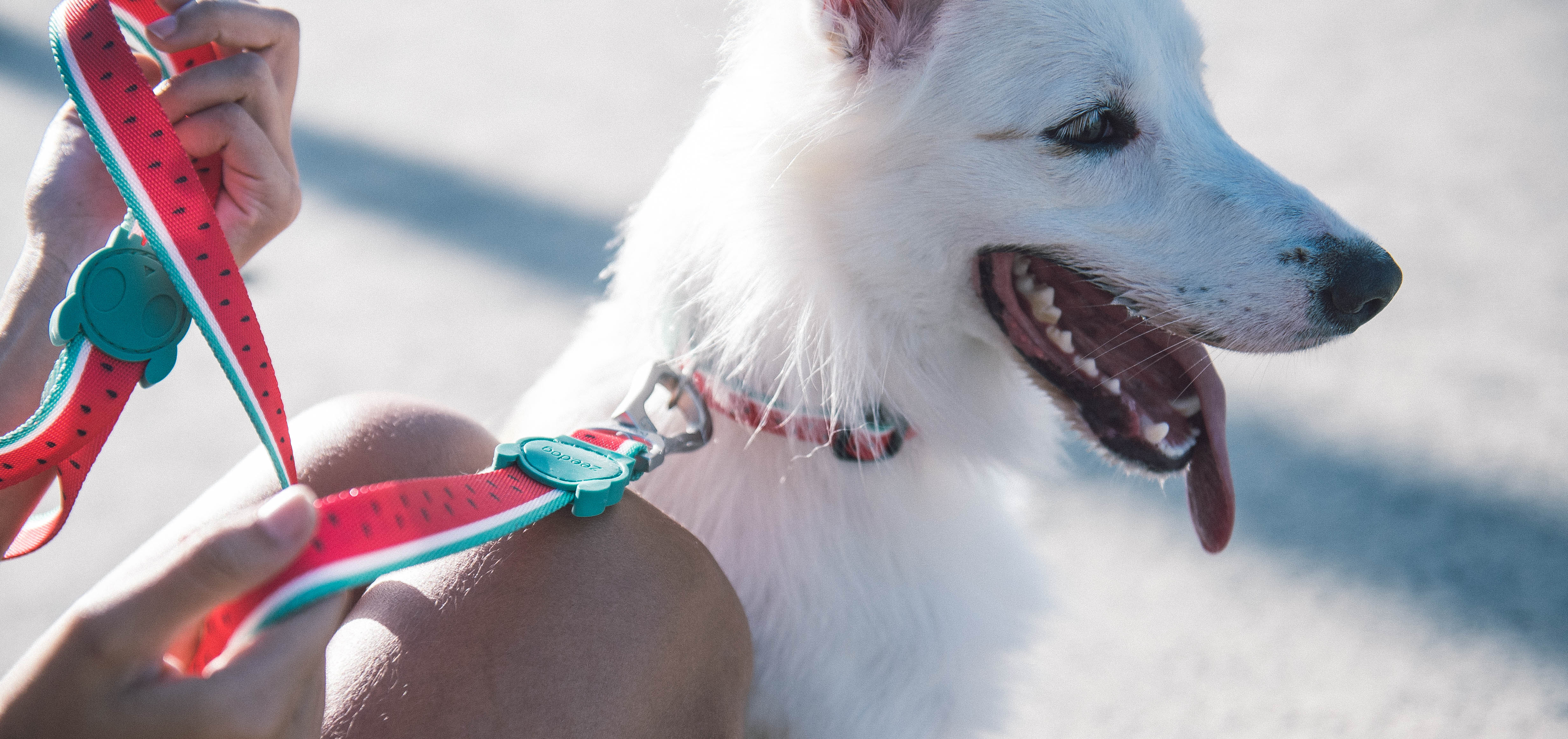 Collar para Perros Lola - Zee.Dog