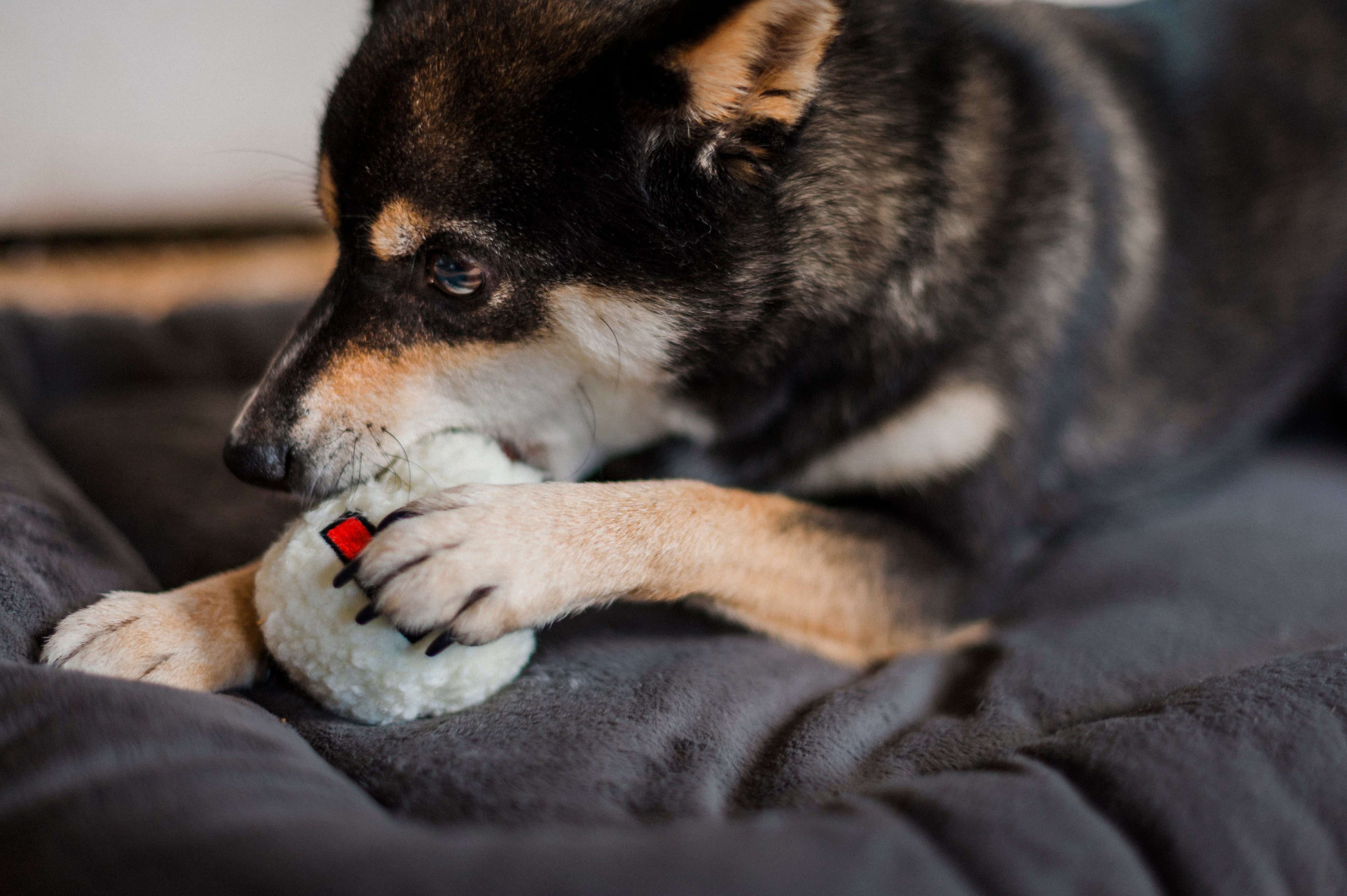 Las Palomitas - Juguete de Peluche para Perros Hollywoof™ | Pet P.L.A.Y.