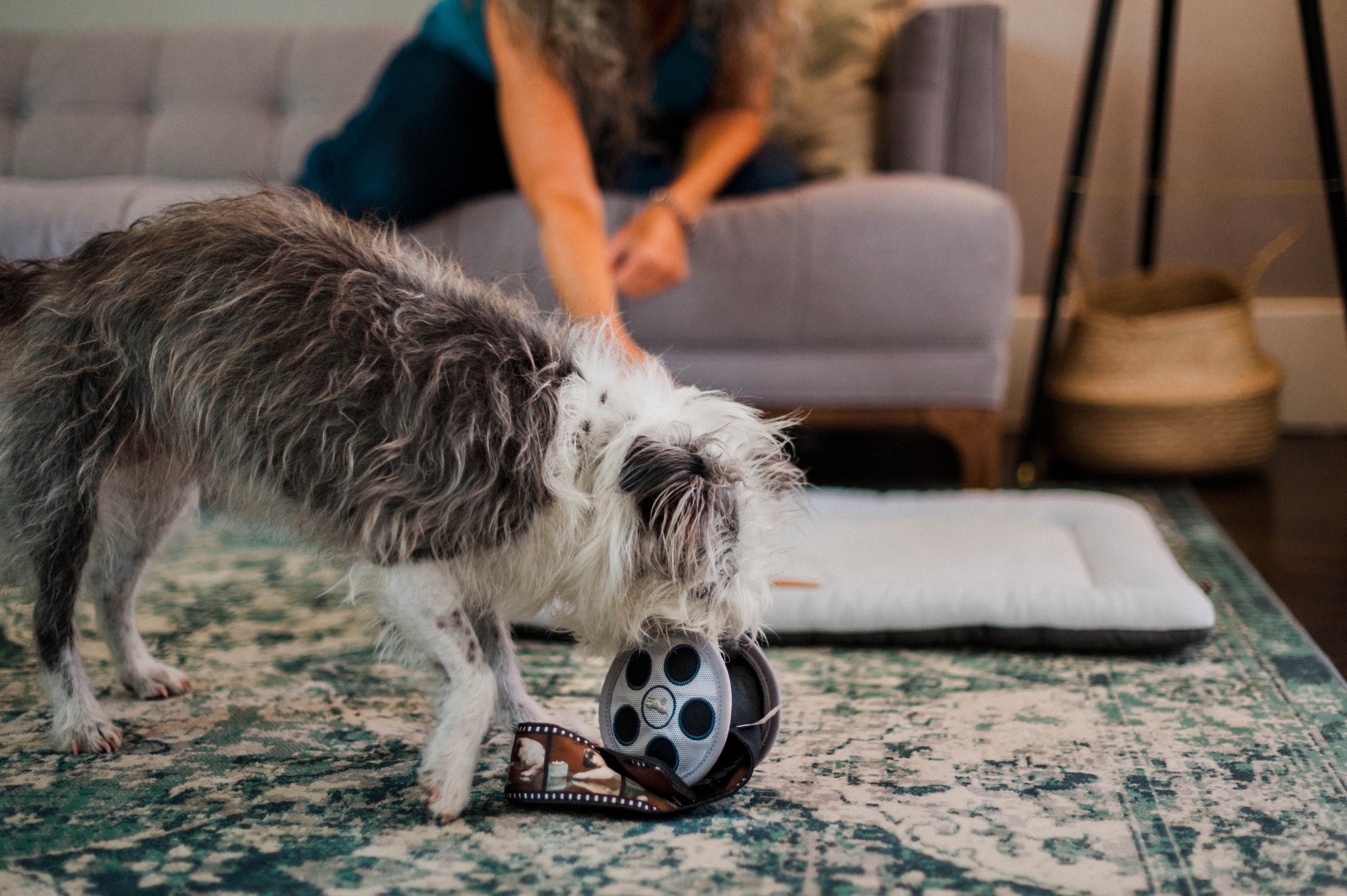 El Carrete de Película - Juguete de Peluche para Perros Hollywoof™ | Pet P.L.A.Y.