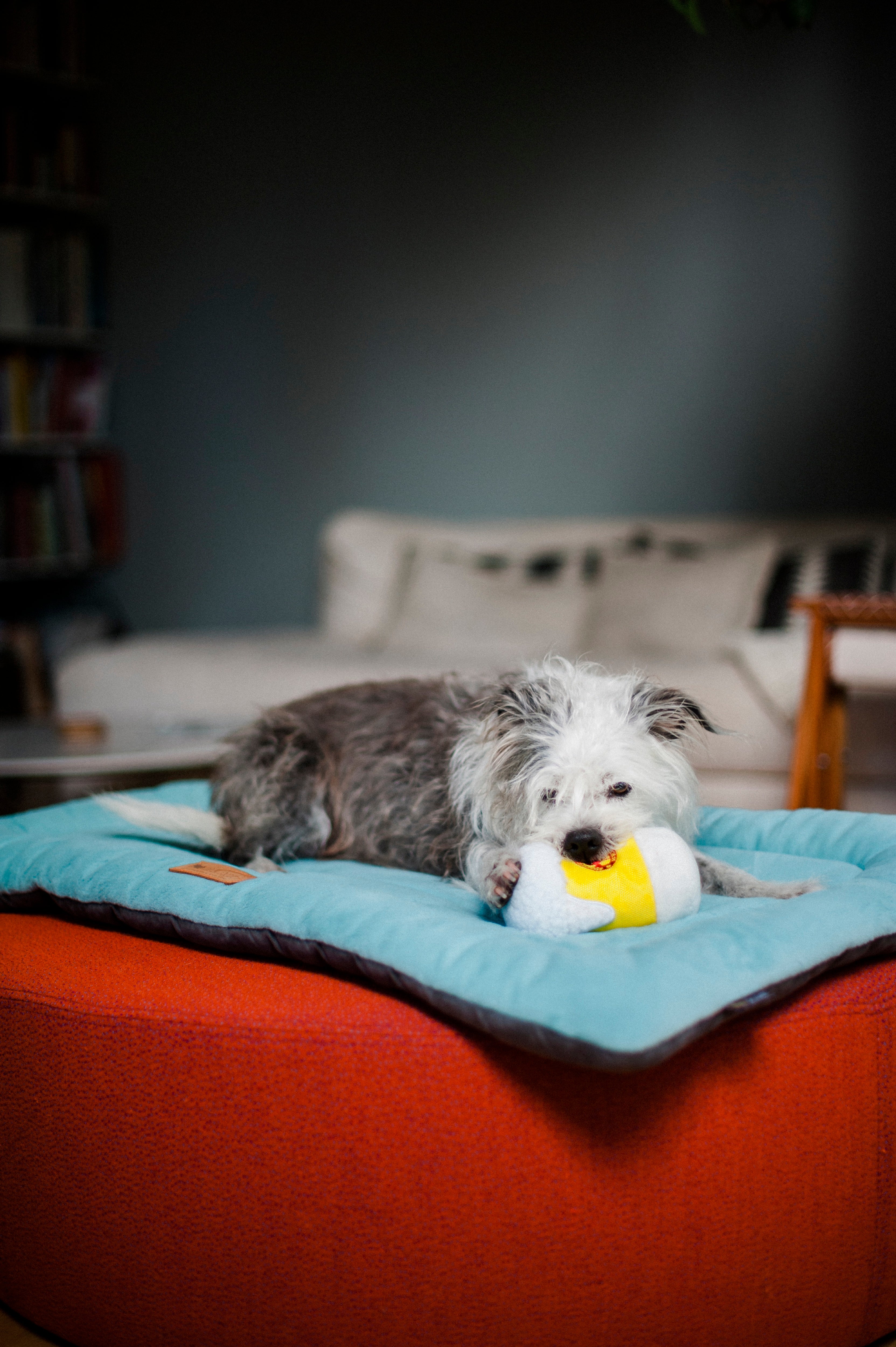 La Bebida Espumosa - Juguete de Peluche para Perros Hollywoof™ | Pet P.L.A.Y.