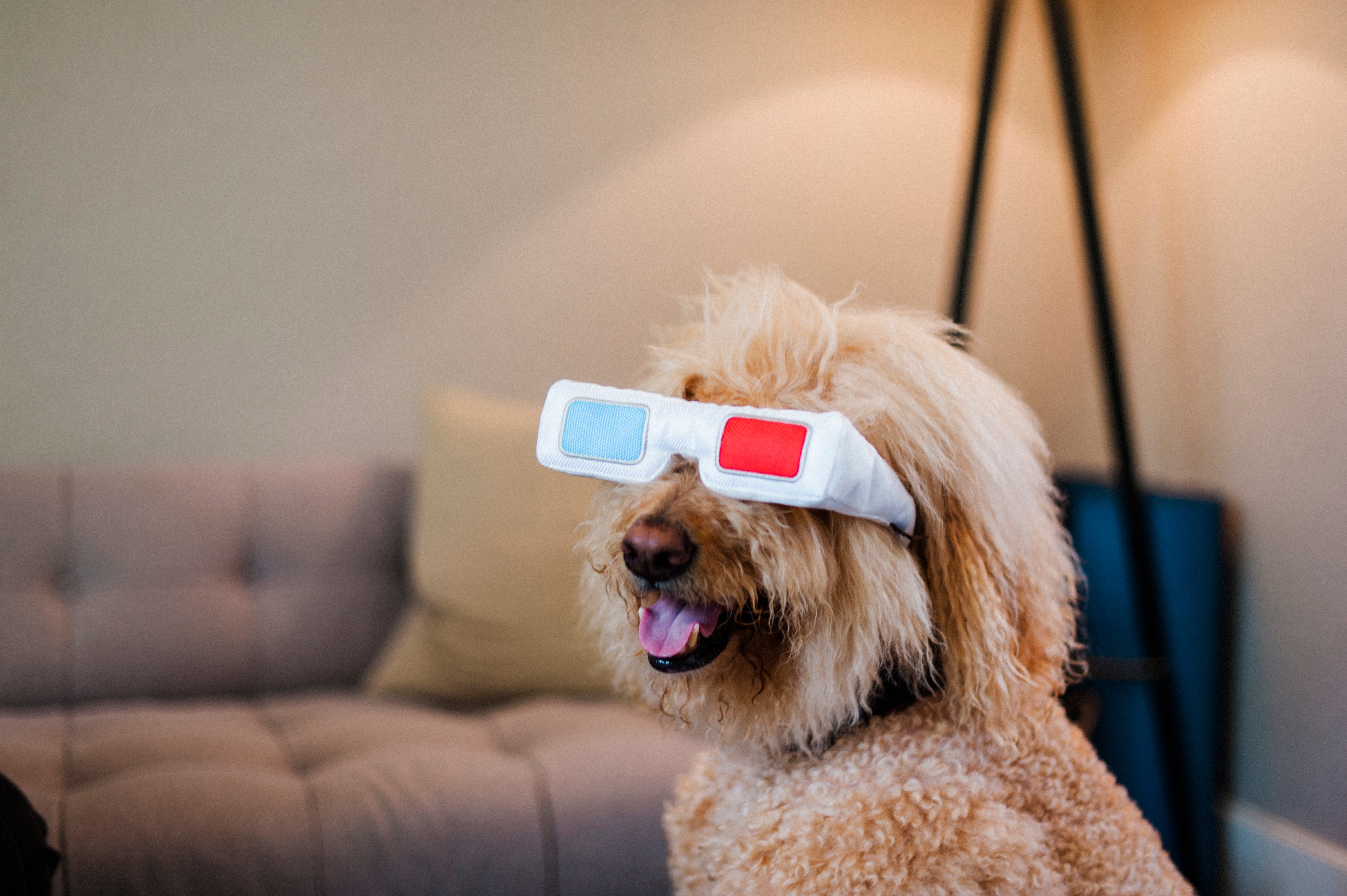 Los Lentes 3D de Cine - Juguete de Peluche para Perros Hollywoof™ | Pet P.L.A.Y.