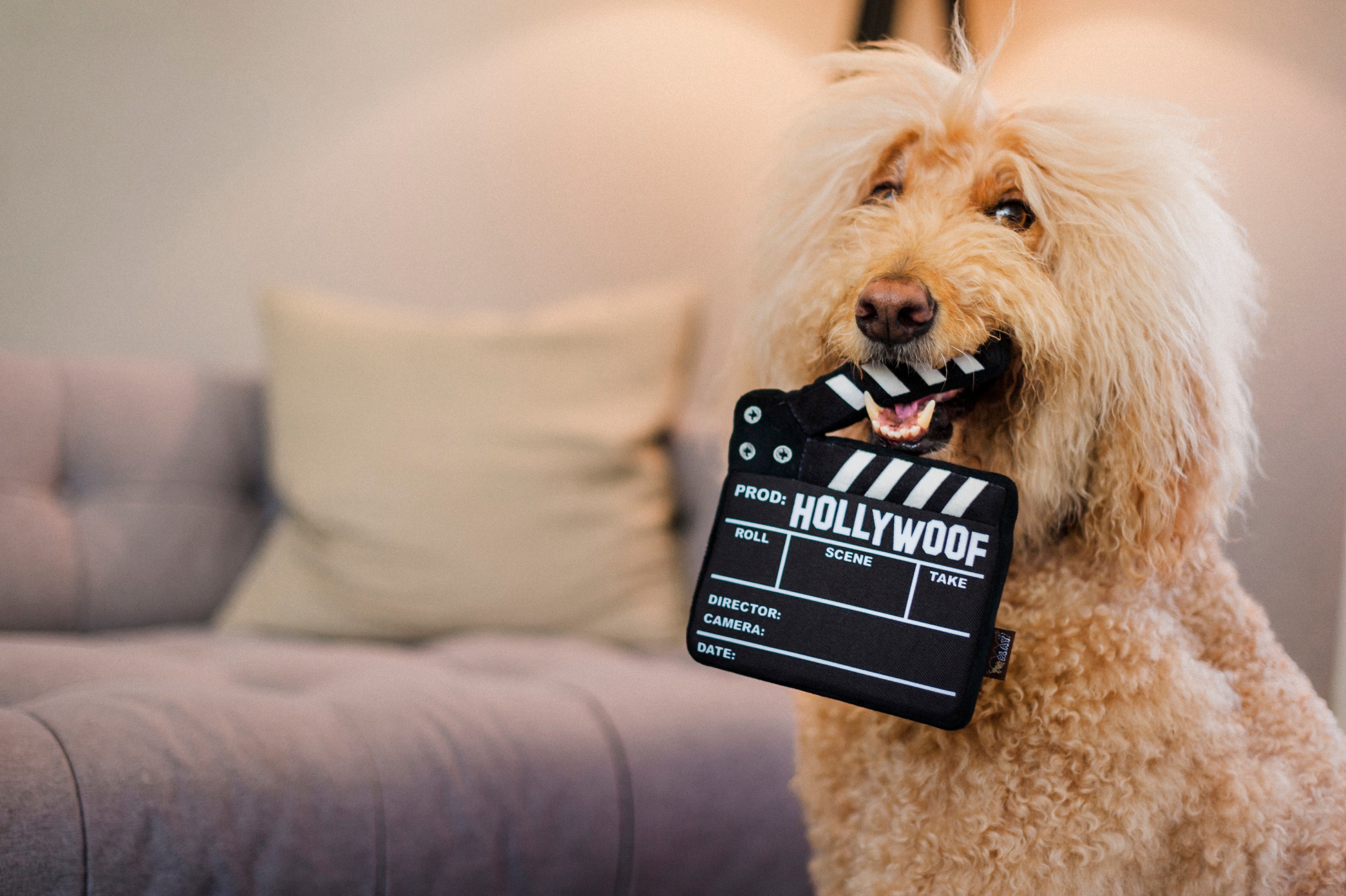 El Tablero de Director - Juguete de Peluche para Perros Hollywoof™ | Pet P.L.A.Y.