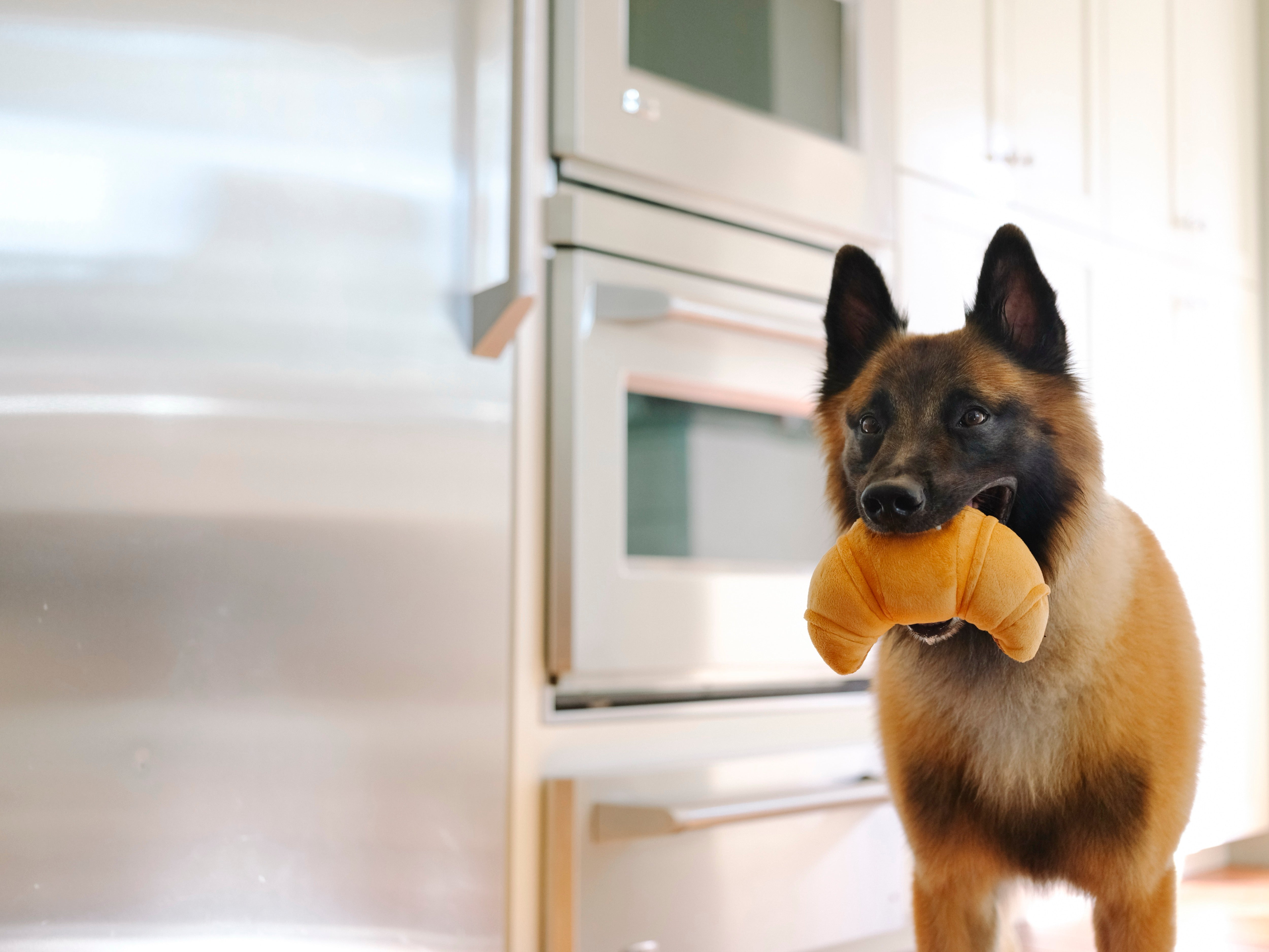 El Croissant - Juguete de Peluche para Perros Barking Brunch™ | Pet P.L.A.Y.