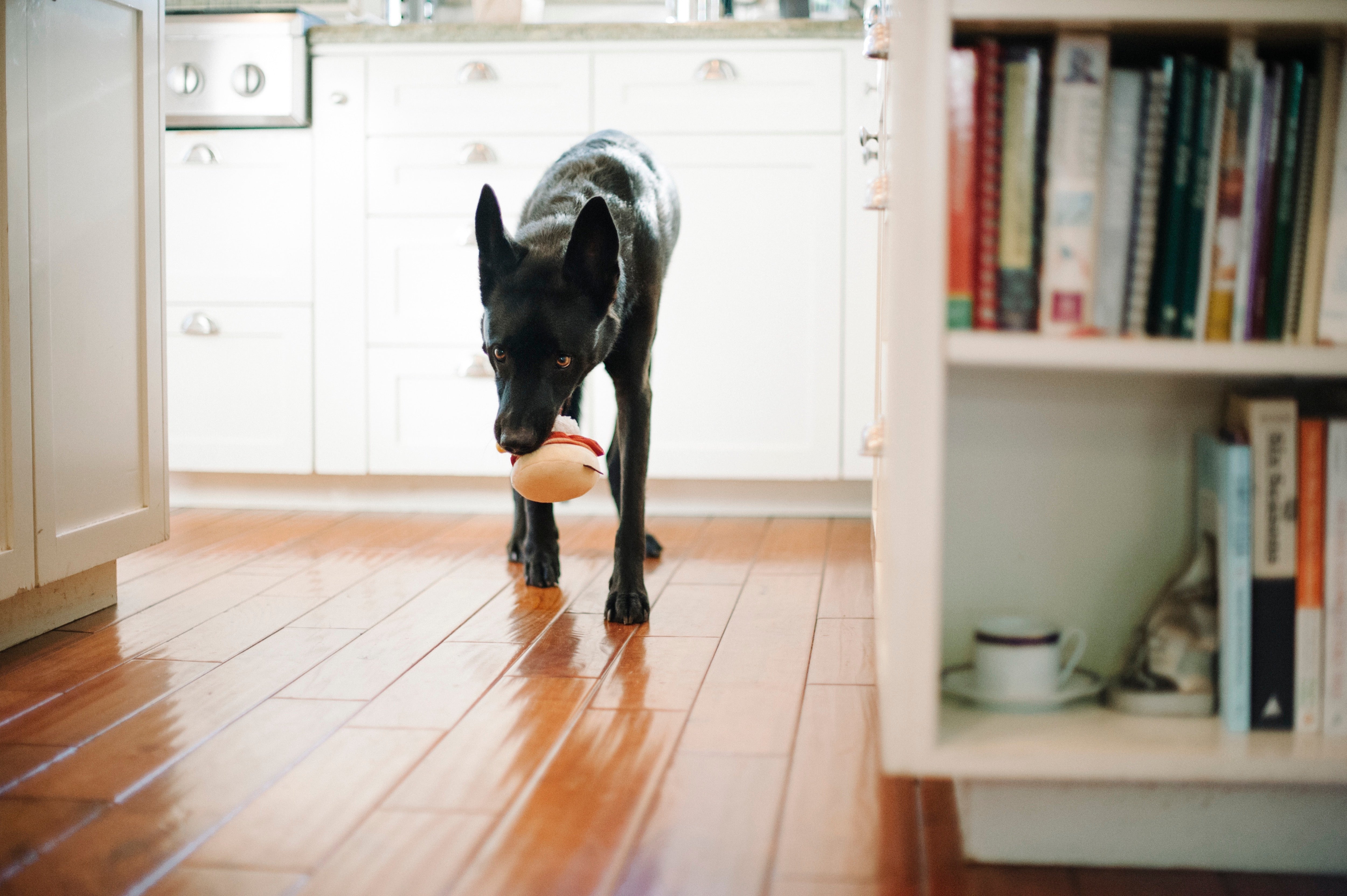 El Egg Benedict - Juguete de Peluche para Perros Barking Brunch™ | Pet P.L.A.Y.