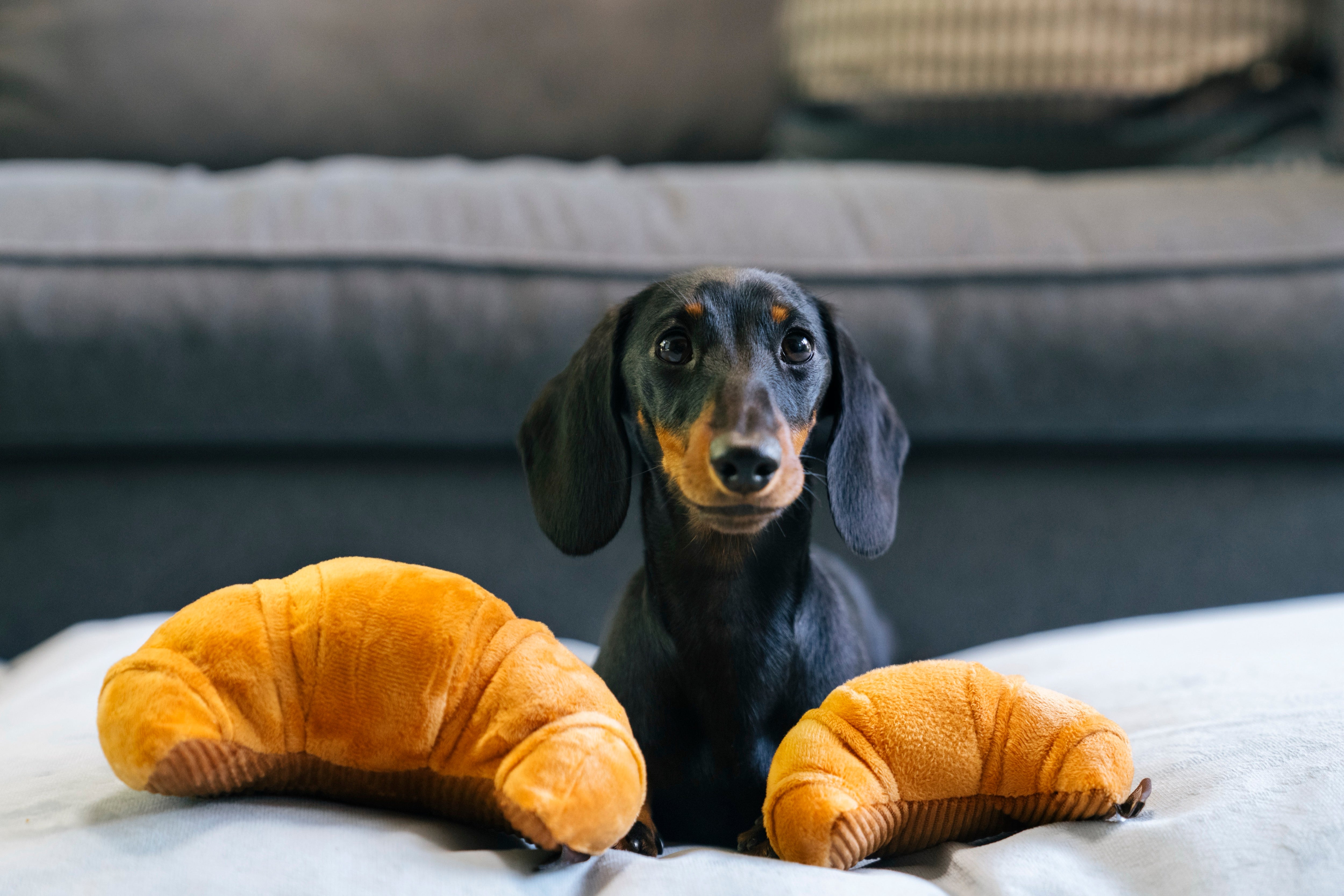 El Croissant - Juguete de Peluche para Perros Barking Brunch™ | Pet P.L.A.Y.