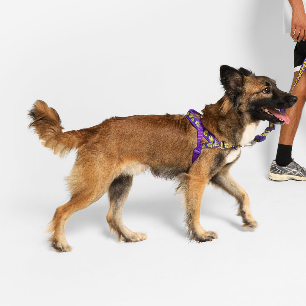 Arnés Anti-Tirones Zmiley - Softer Walk Harness Colección LOZT de Zee.Dog