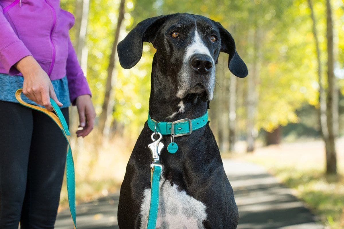 Collar de Cuero para Perros Modelo Timberline Color Purpura