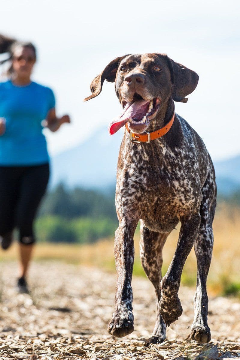 Ruffwear timberline outlet collar