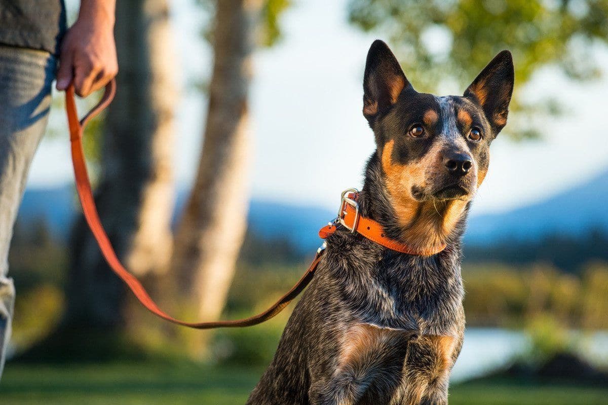 Collar de Cuero para Perros Modelo Timberline Color Purpura