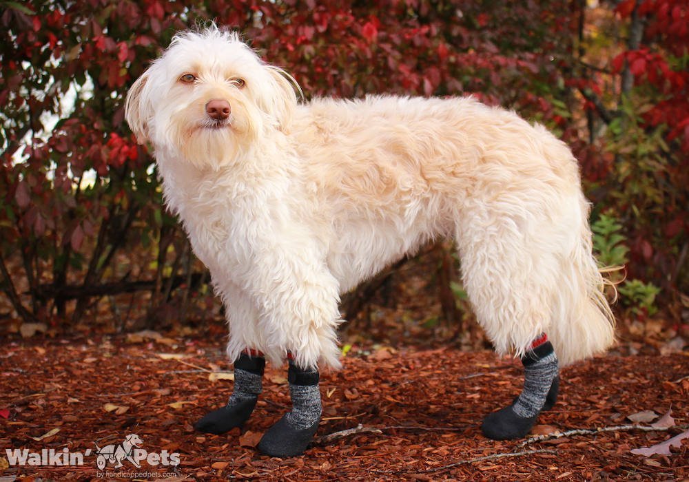 Calcetines Para Perro Walkin' Traction Socks de Walkin' Pets — La