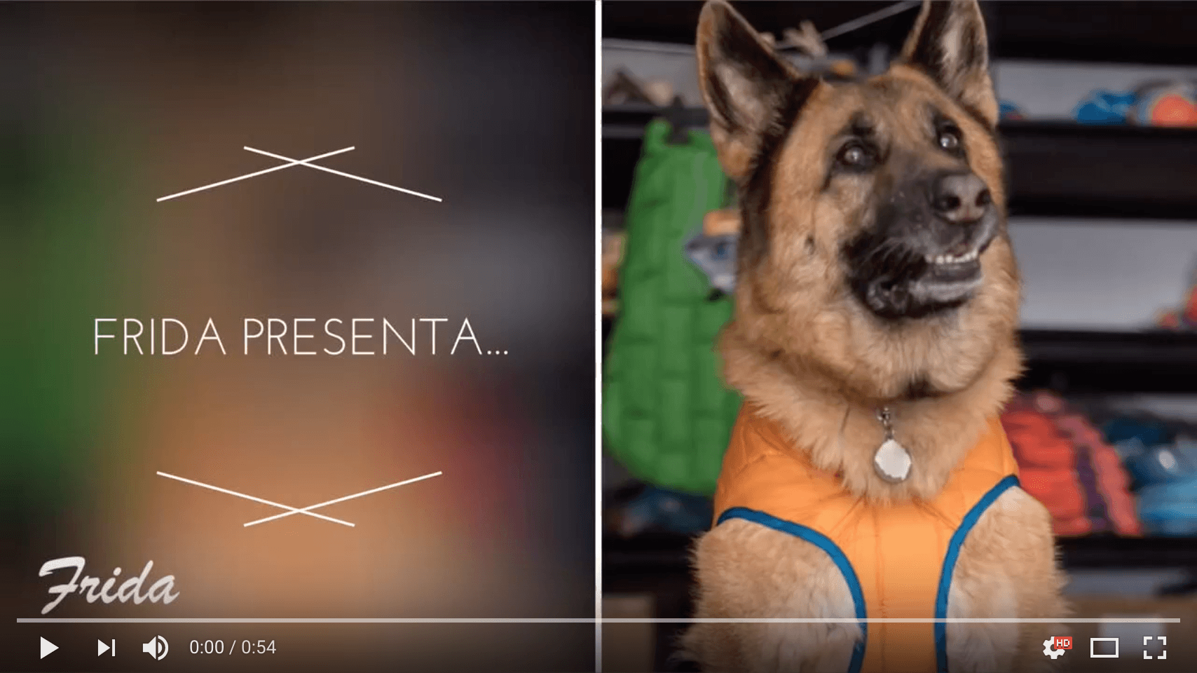 RSG Luz Led de Seguridad de Kurgo® - Tu perro siempre visible — La Tienda  de Frida & Chelsee