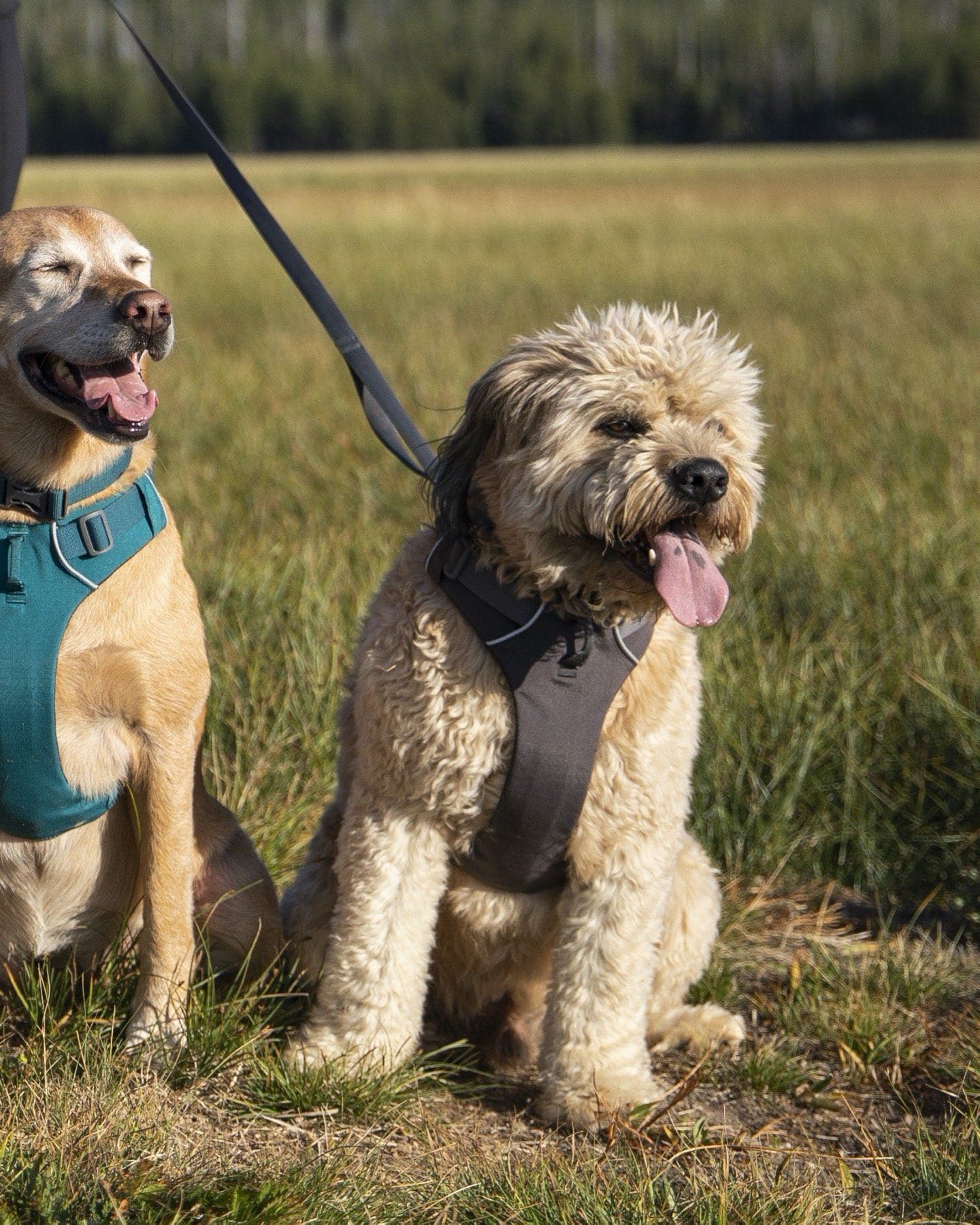 Ruffwear Front Range Collar · Twilight Gray