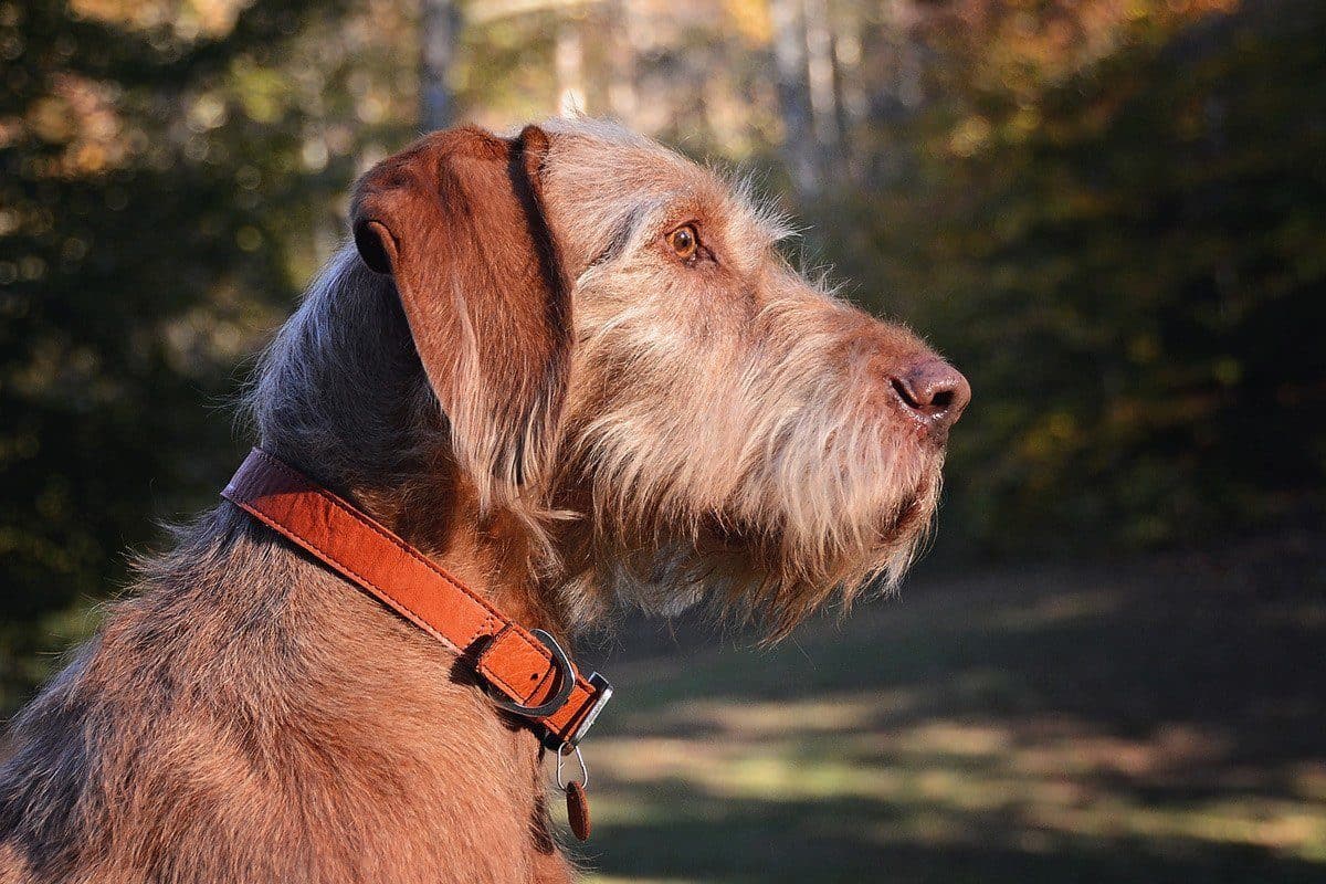 Collar de Cuero para Perros Modelo Timberline Color Purpura