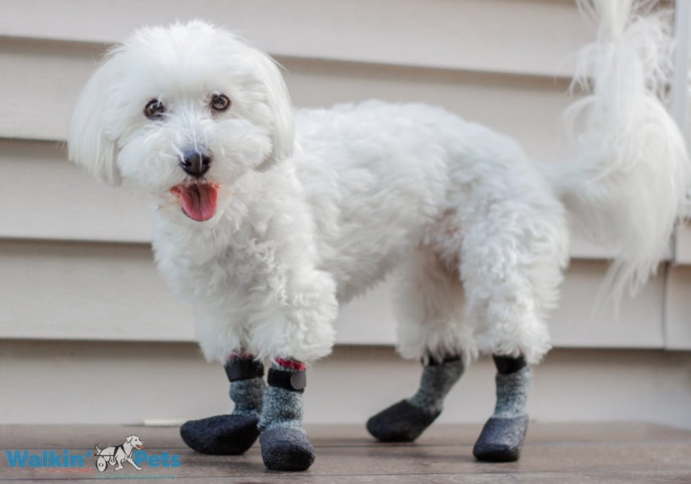 Calcetines para perros Dog Socks Bruno