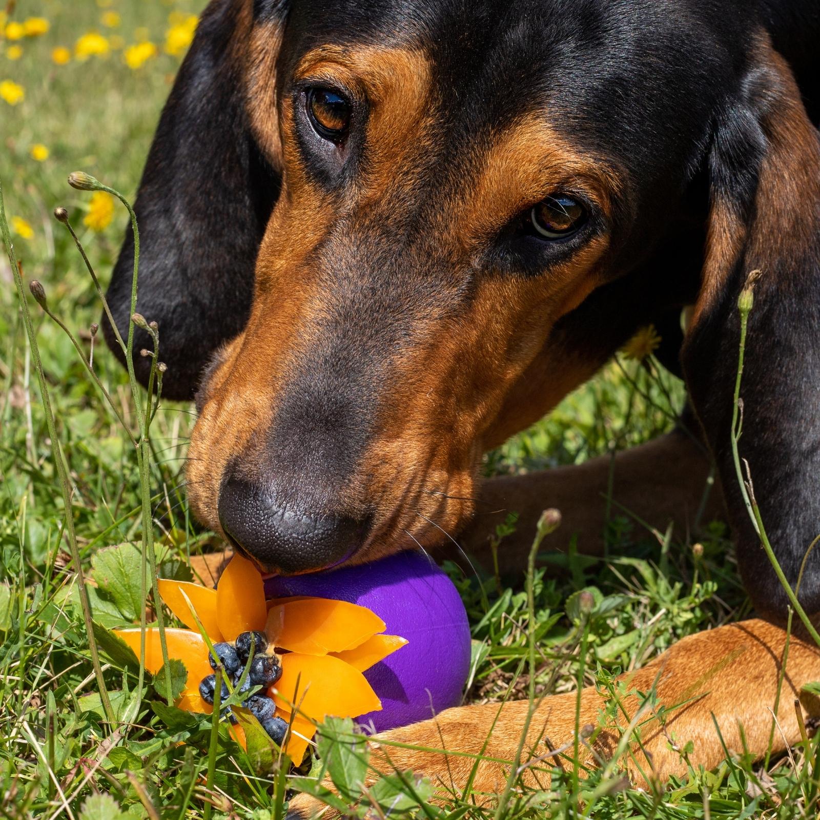 Juegos para perros especial verano! - Pampermut Blog