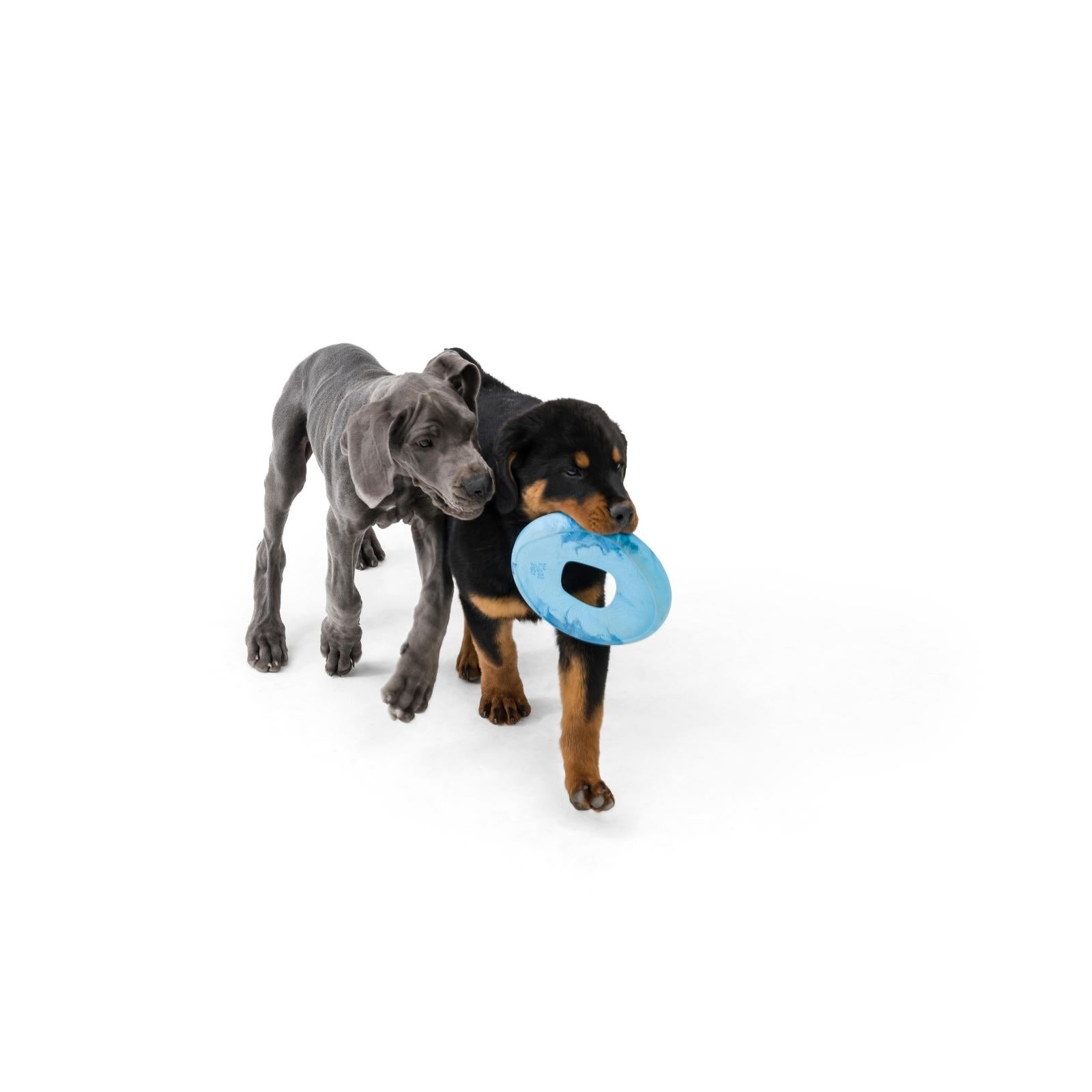 SAILZ de West Paw® color Magenta - Frisbee para Perros — La Tienda de Frida  & Chelsee