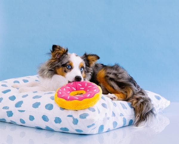 Perro pastor australiano  descansando con su dona